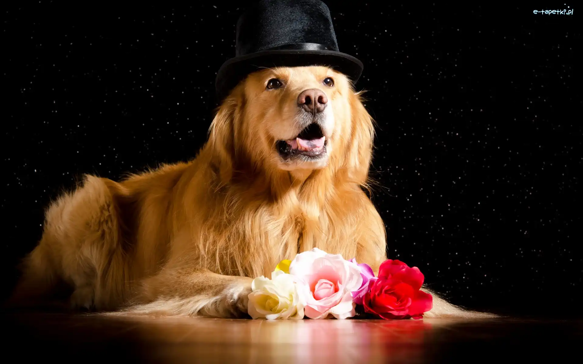 Kapelusz
, Golden retriever, Róże