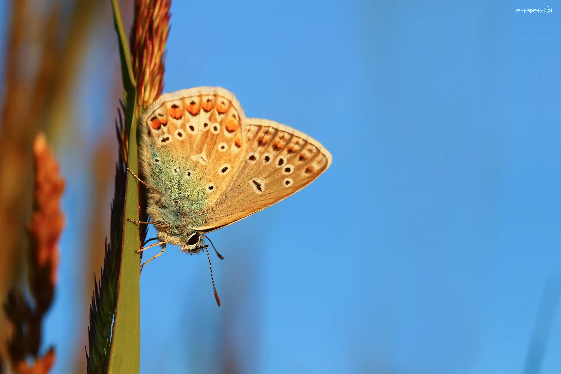 Modraszek adonis, Motyl