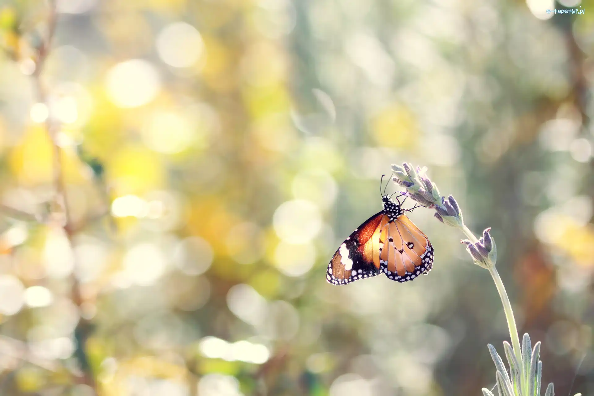 Motyl monarcha, Rozmyte, Lawenda, Bokeh, Tło