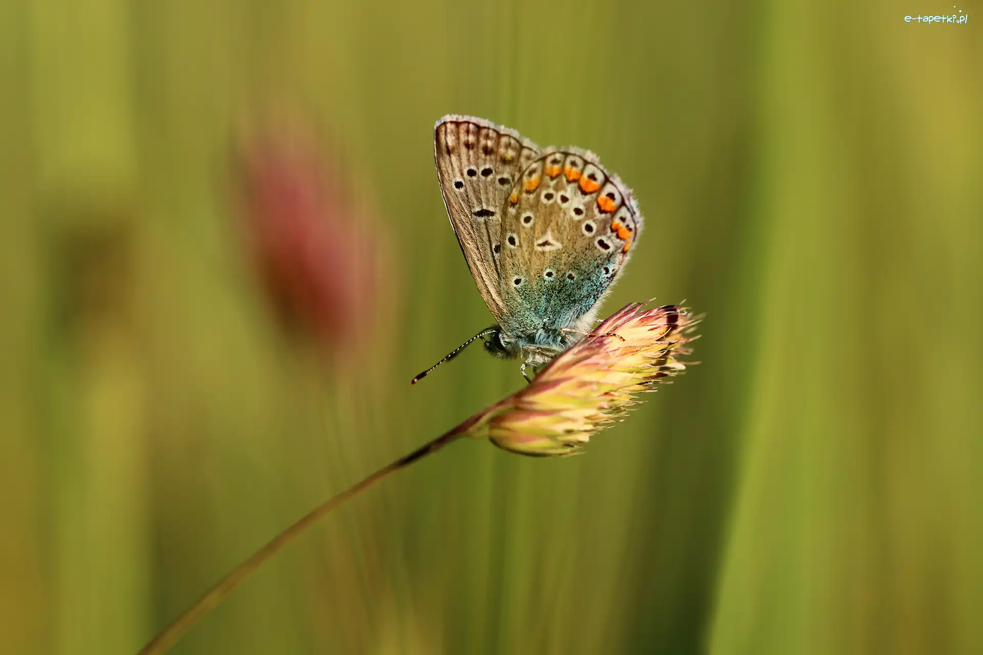 Owad, Modraszek adonis, Motyl