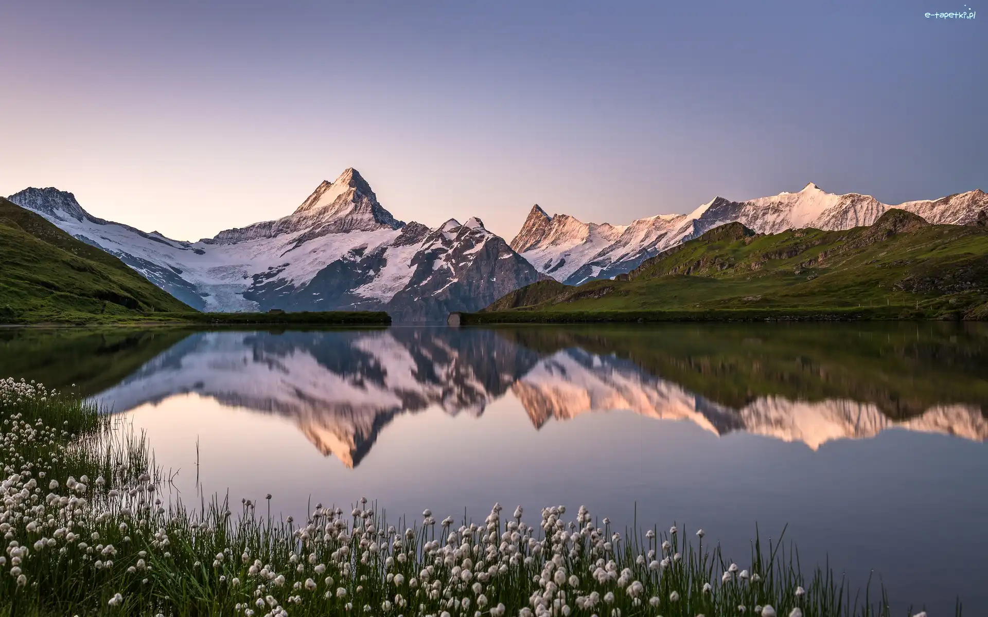 Ośnieżone, Góry Alpy Berneńskie, Odbicie, Kwiaty, Góra Schreckhorn, Szczyty, Jezioro Bachalpsee, Szwajcaria
