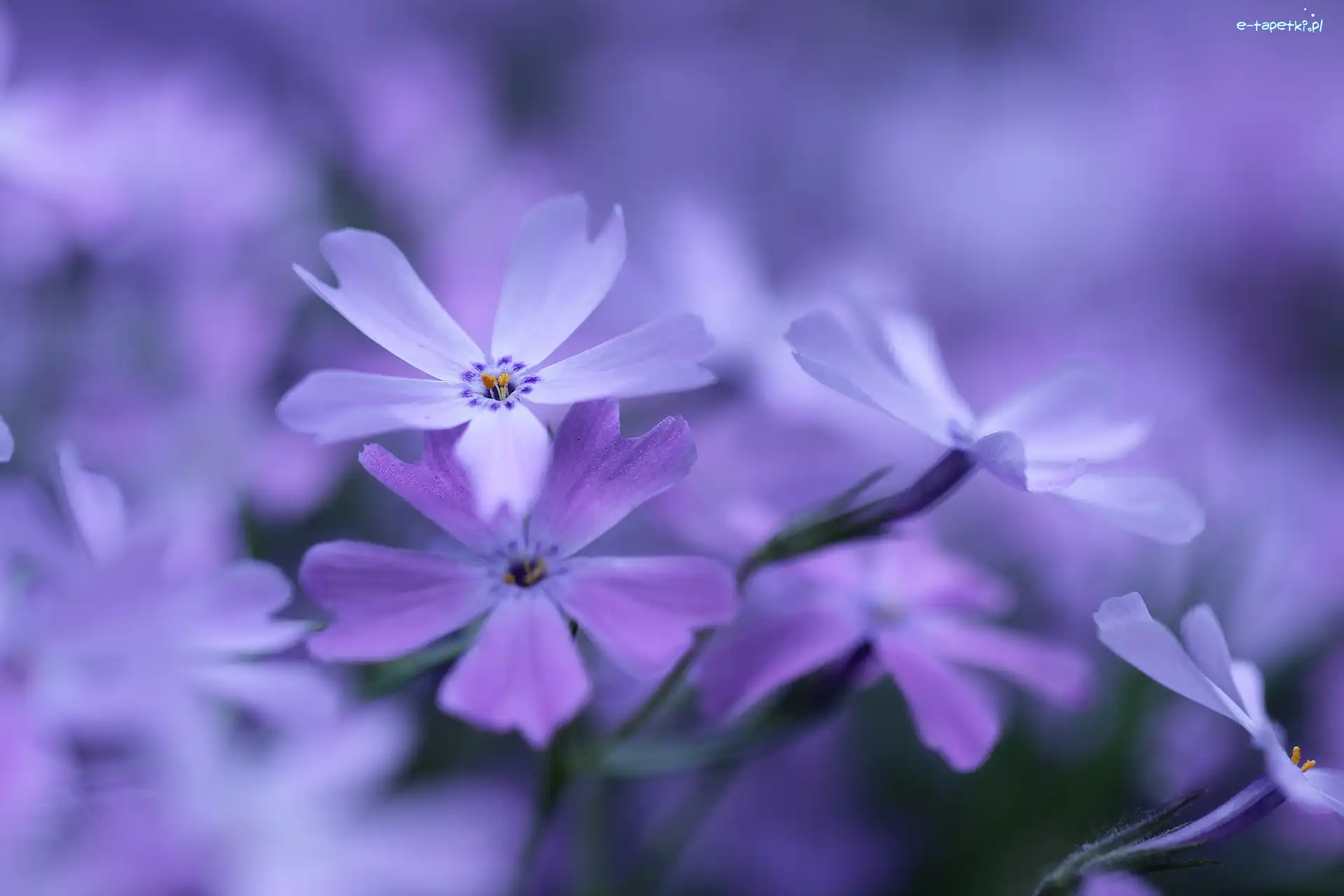 Kwiaty, Liliowe
