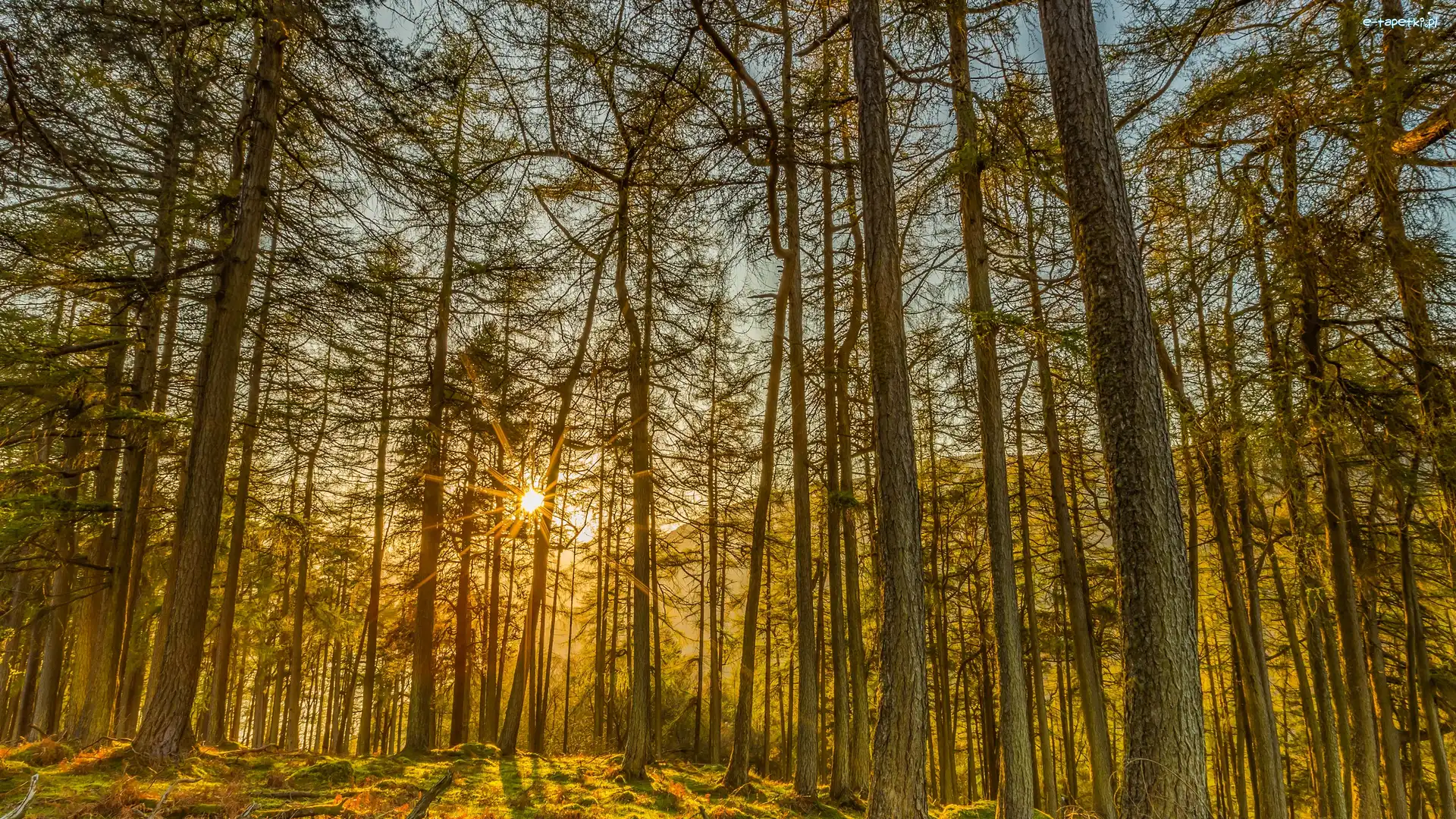 Promienie słońca, Drzewa, Las