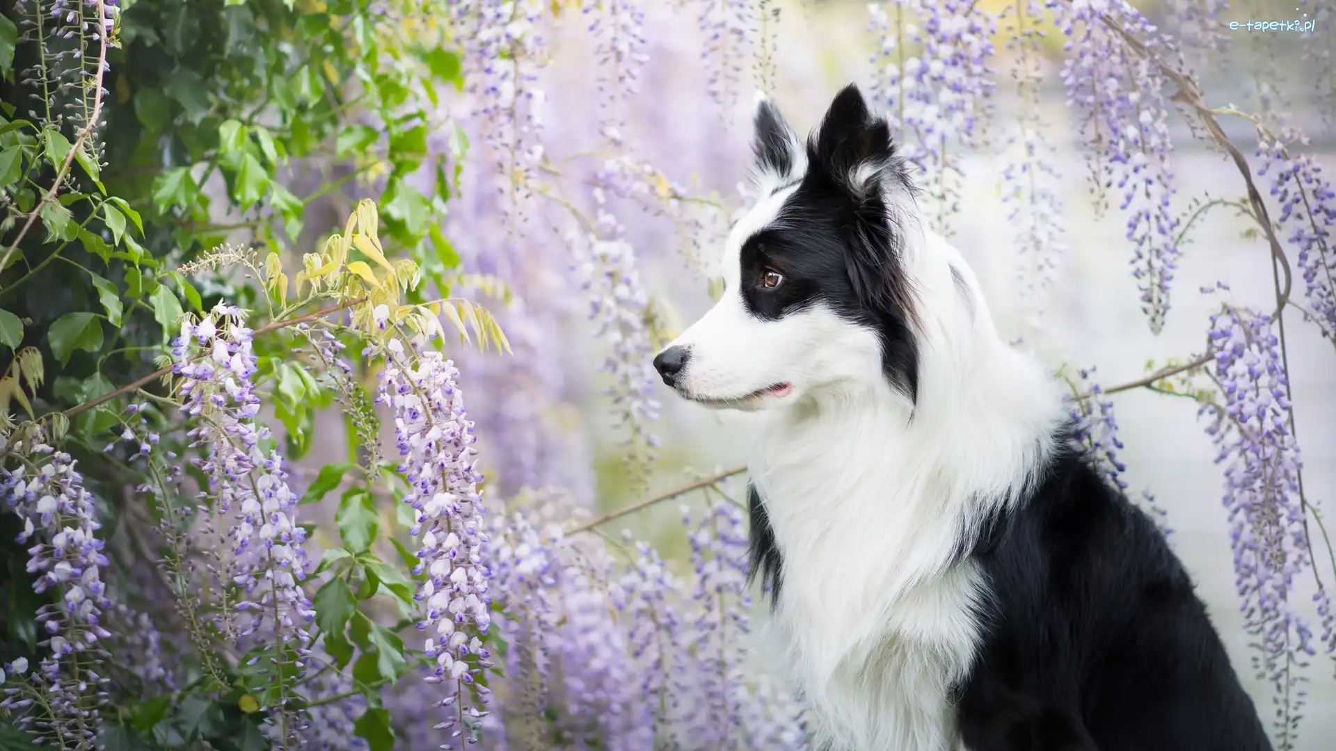 Border collie, Glicynia, Kwiaty, Pies