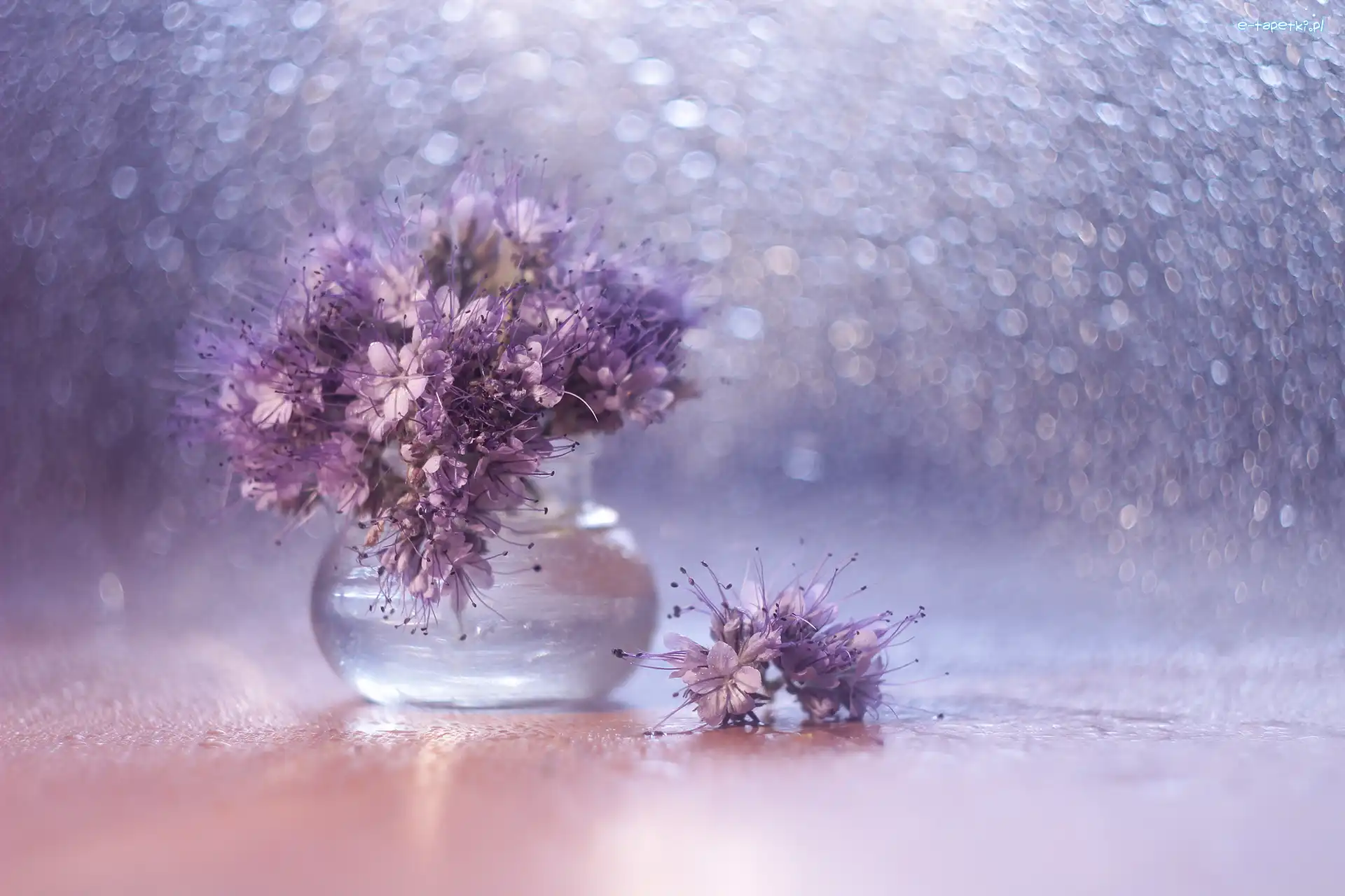 Facelia błękitna, Kwiaty, Fioletowe, Bokeh, Wazonik