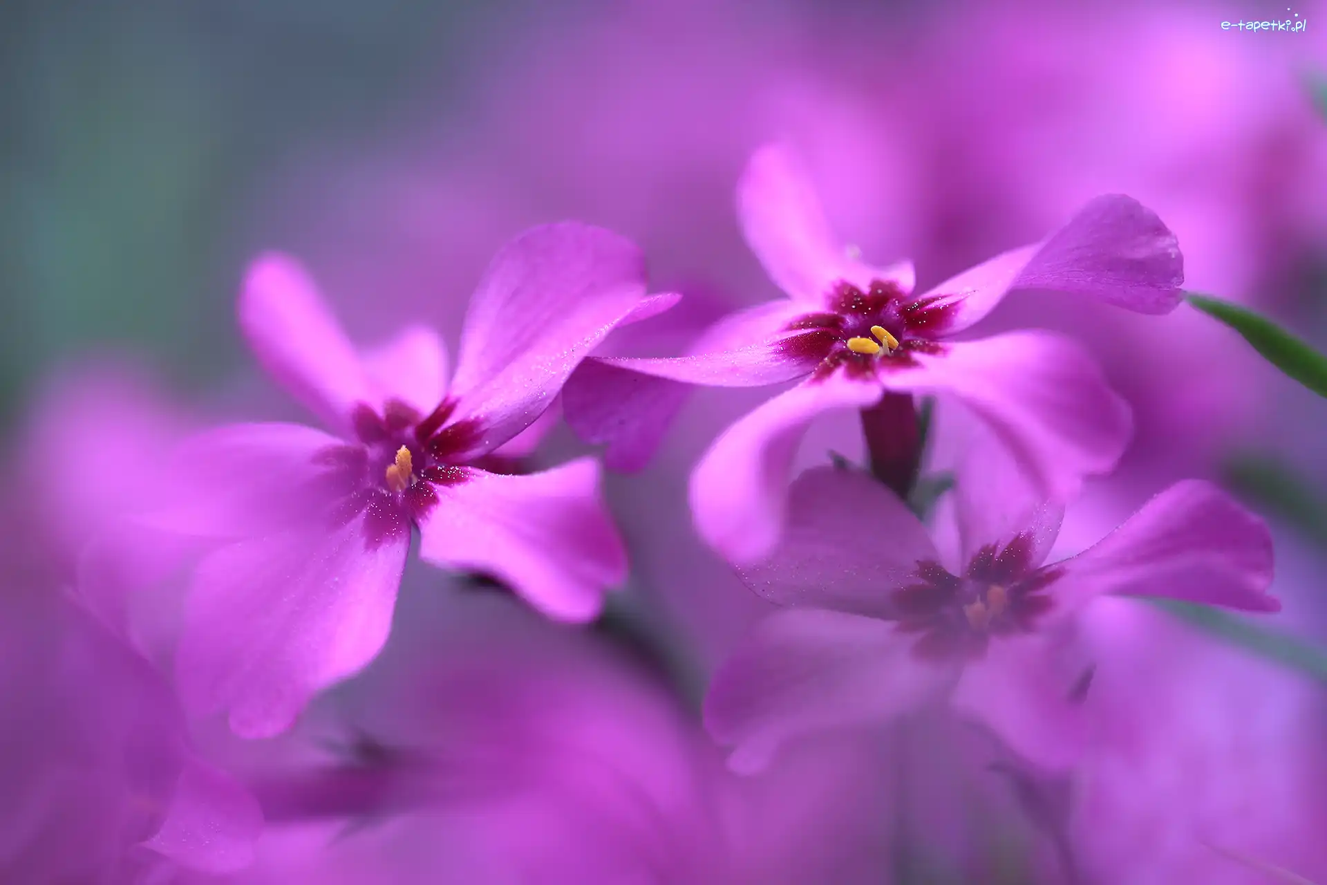 Kwiaty, Liliowe