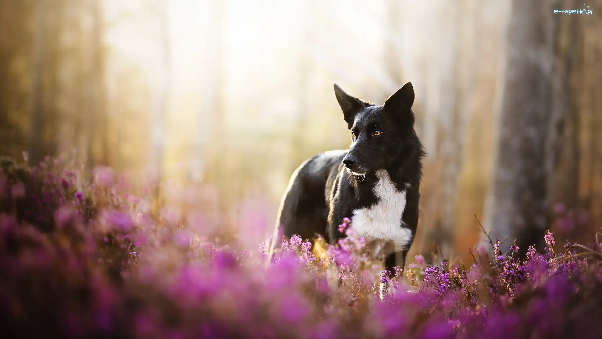 Border collie, Wrzosy, Kwiaty, Pies