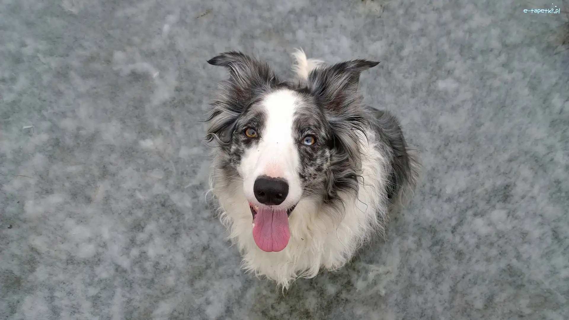 Border collie, Zbliżenie, Mordka, Pies