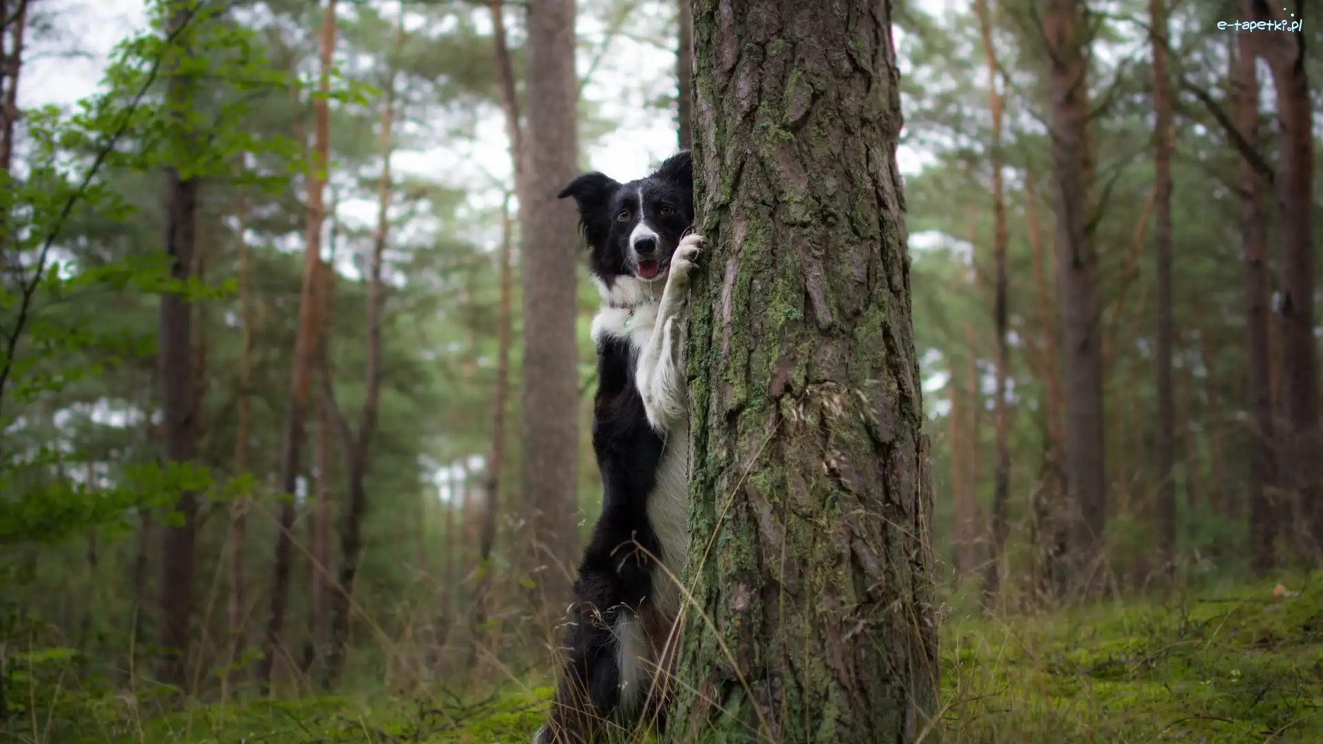 Pies, Drzewa, Border collie, Las