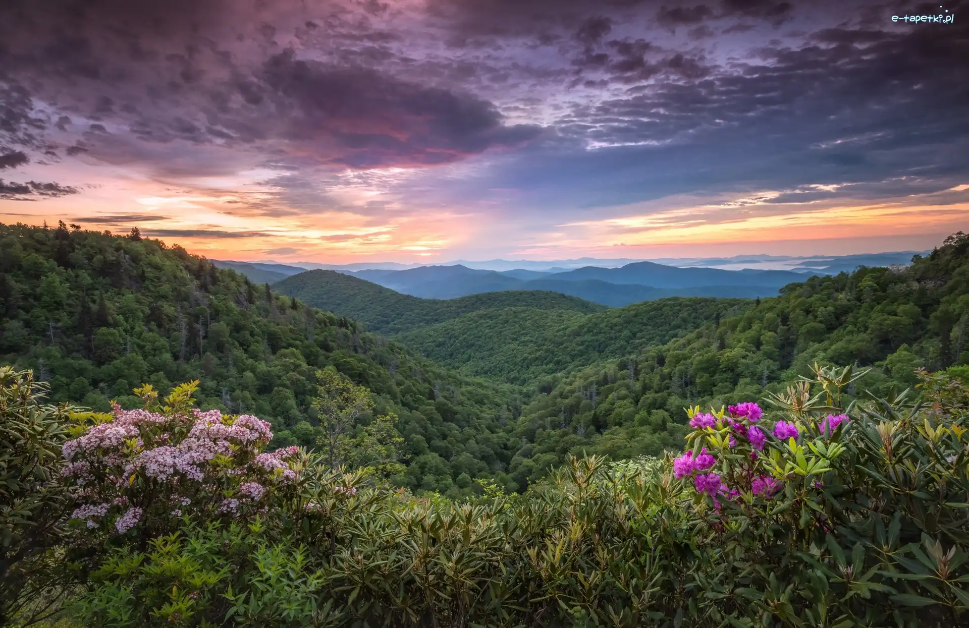 Kwiaty, Lasy, Blue Ridge Mountains, Pasmo Błękitne, Góry, Stany Zjednoczone, Karolina Północna, Wzgórza, Różanecznik
