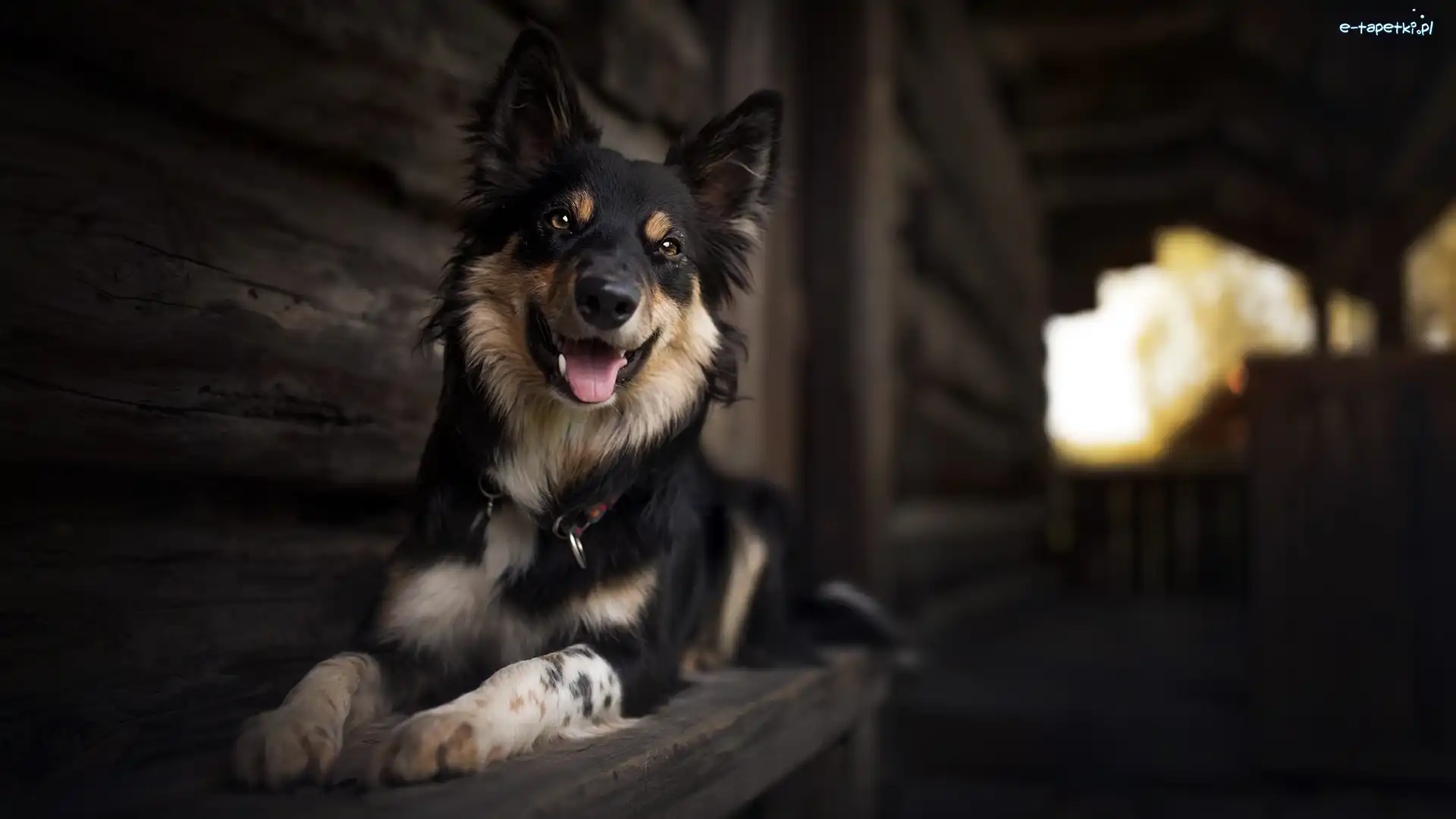 Border Collie, Dom, Ławka, Pies