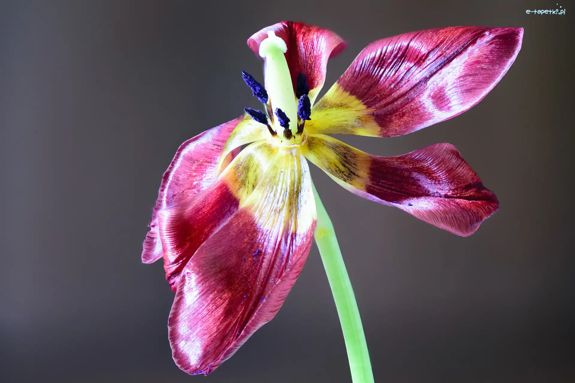 Pręciki, Tulipan