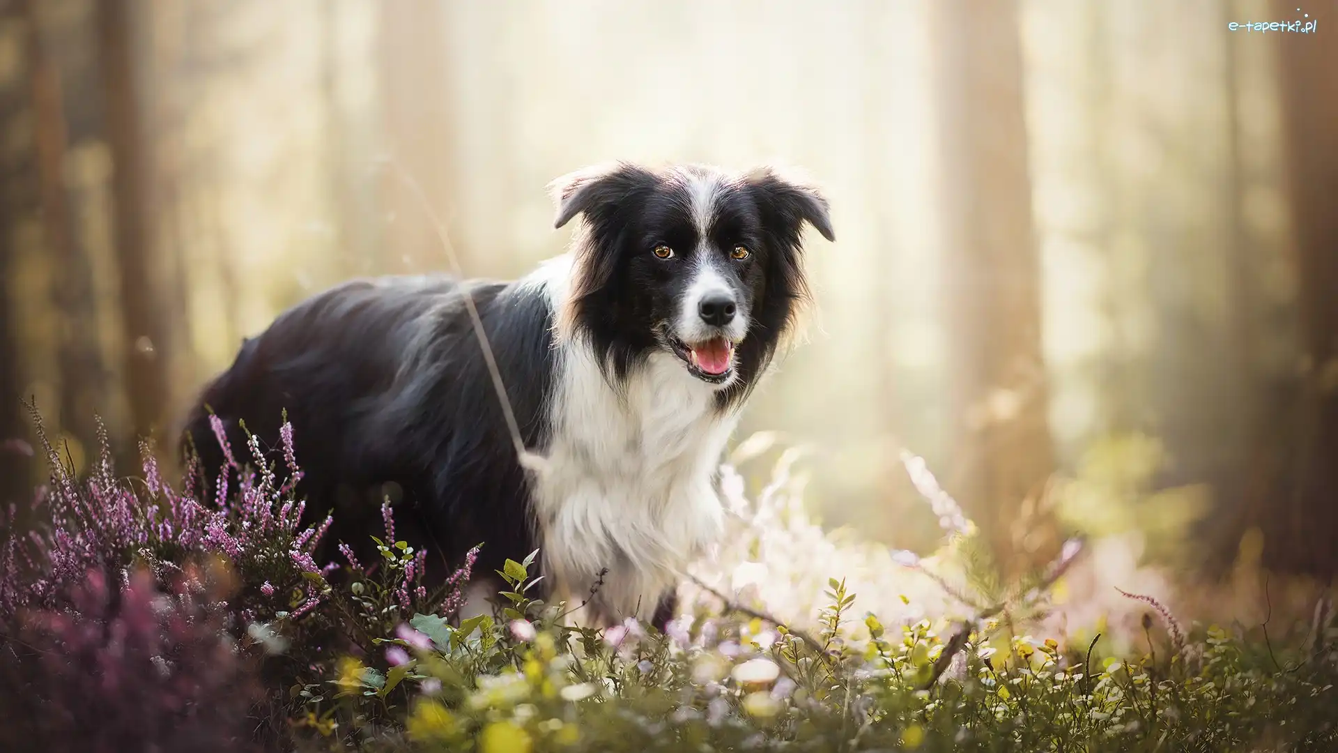 Pies, Rośliny, Border collie, Las, Wrzosy