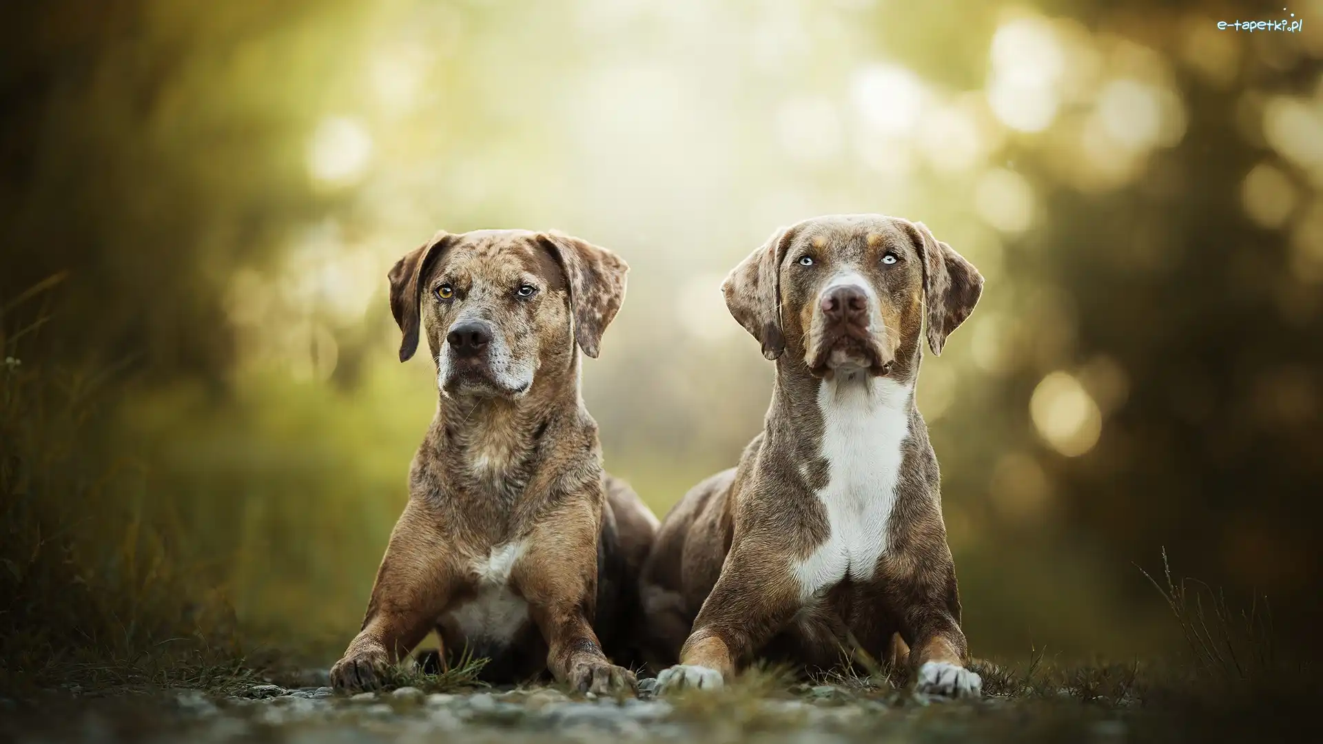 Dwa, Catahoula leopard dog, Psy, Tło, Rozmyte