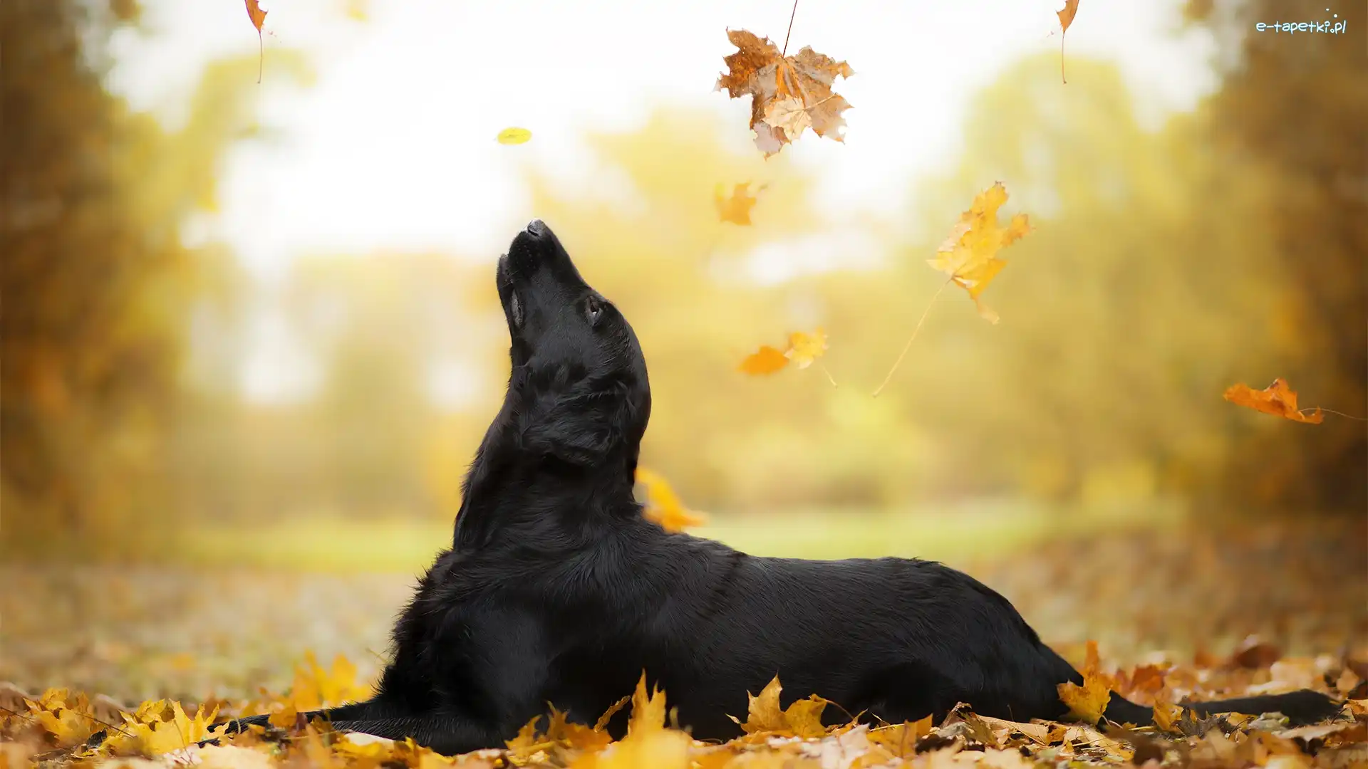 Spadające, Flat coated retriever, Łąka, Liście, Czarny, Pies