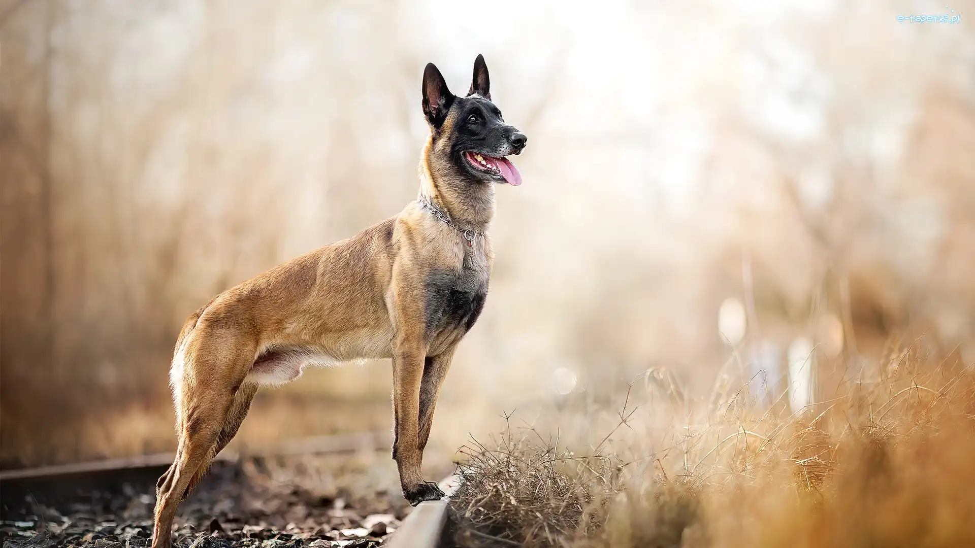 Pies, Tory, Owczarek belgijski malinois, Rośliny, Kolejowe