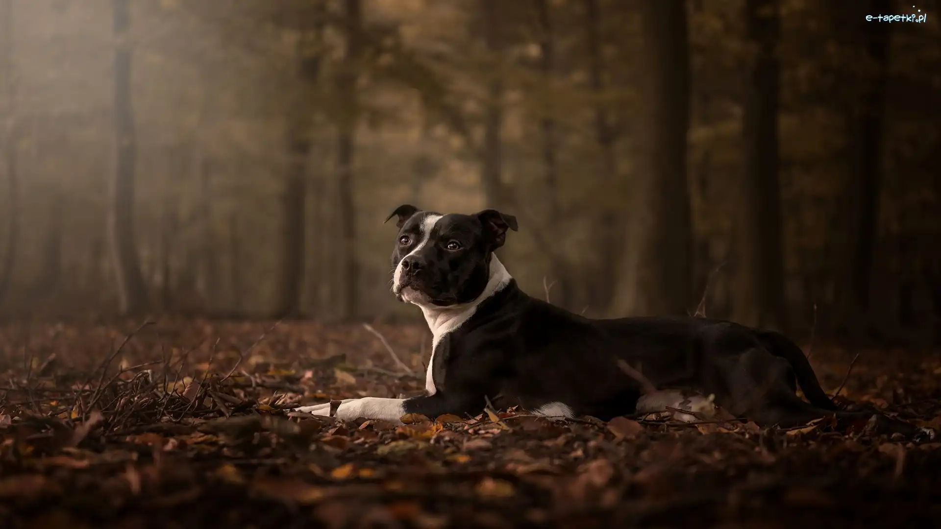 Pies, Las, Amstaff, Liście, Jesienne