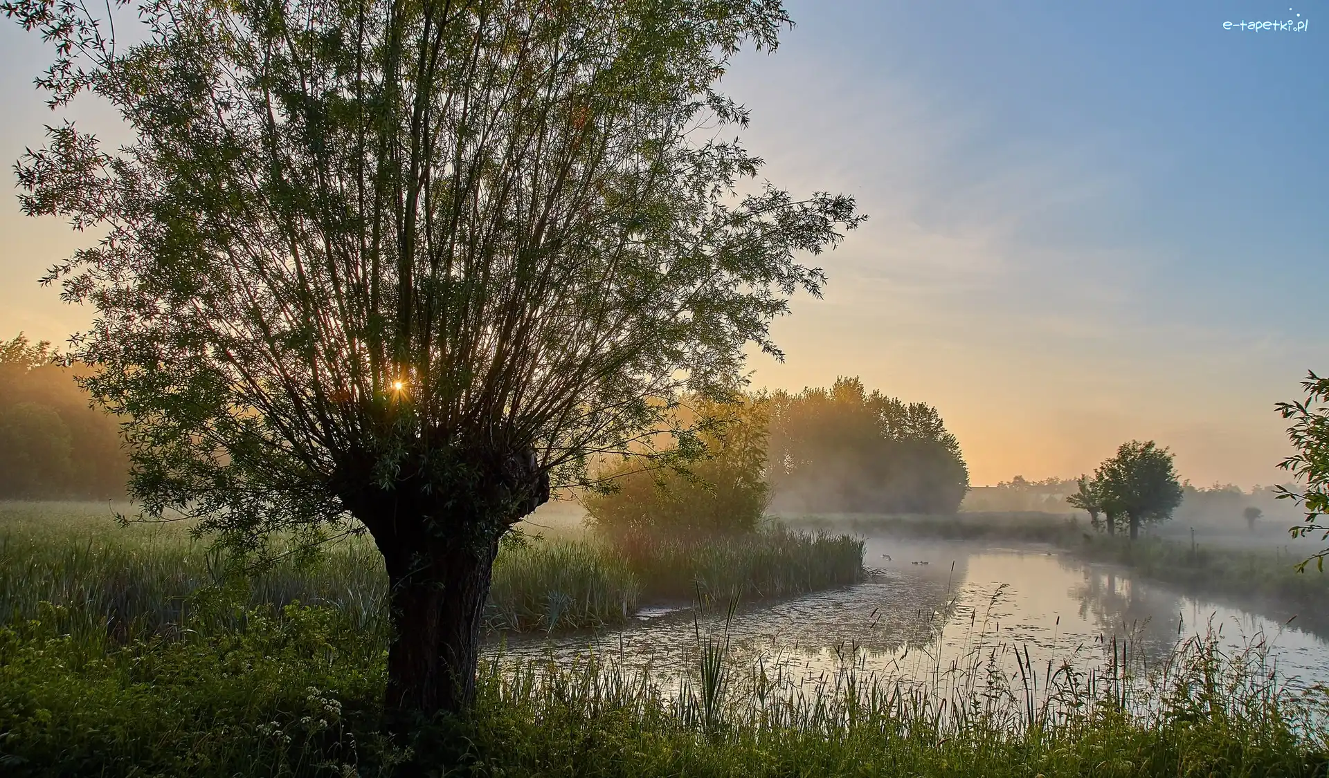 Rzeka, Trawa, Drzewo, Wschód słońca, Mgła