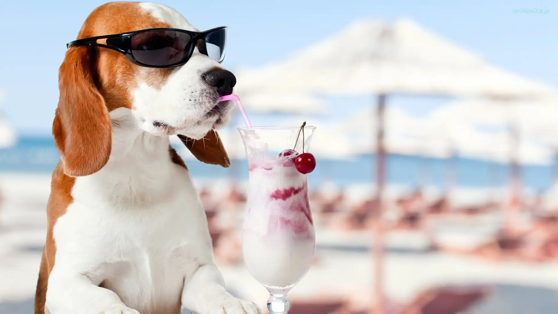 Beagle, Koktajl, Okulary, Pies