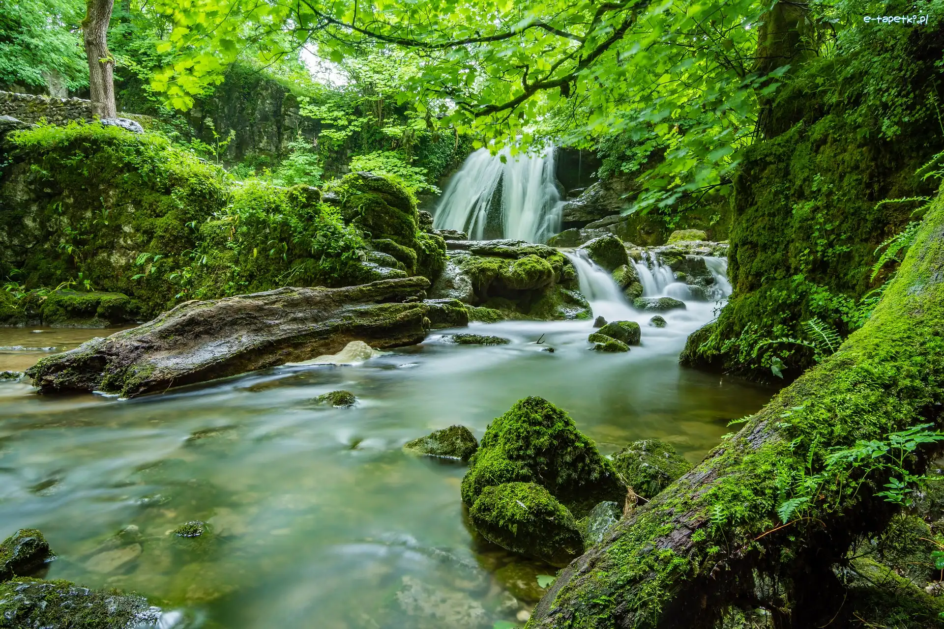 Anglia, Wodospad Janets Foss, Hrabstwo North Yorkshire, Mech, Las