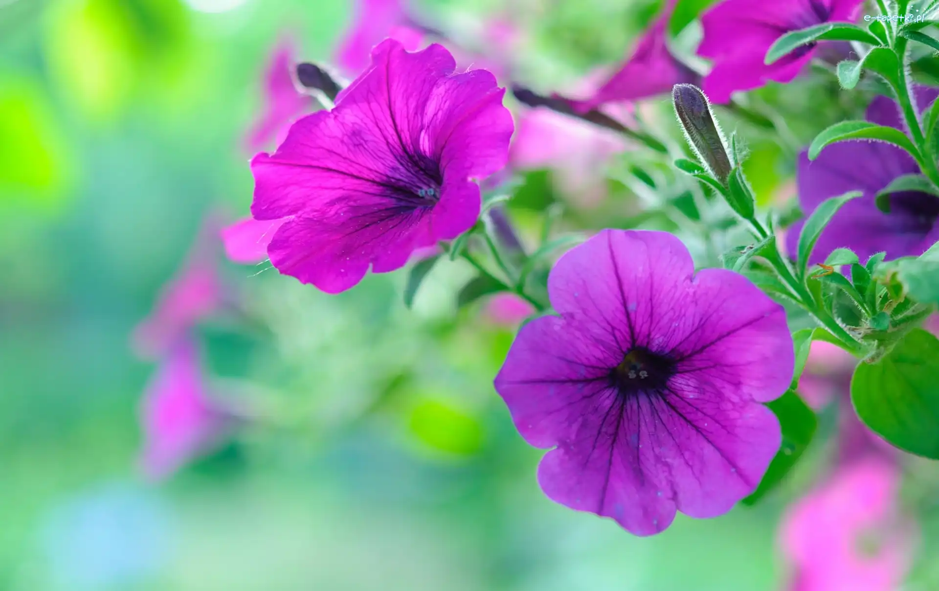 Petunia ogrodowa, Kwiaty