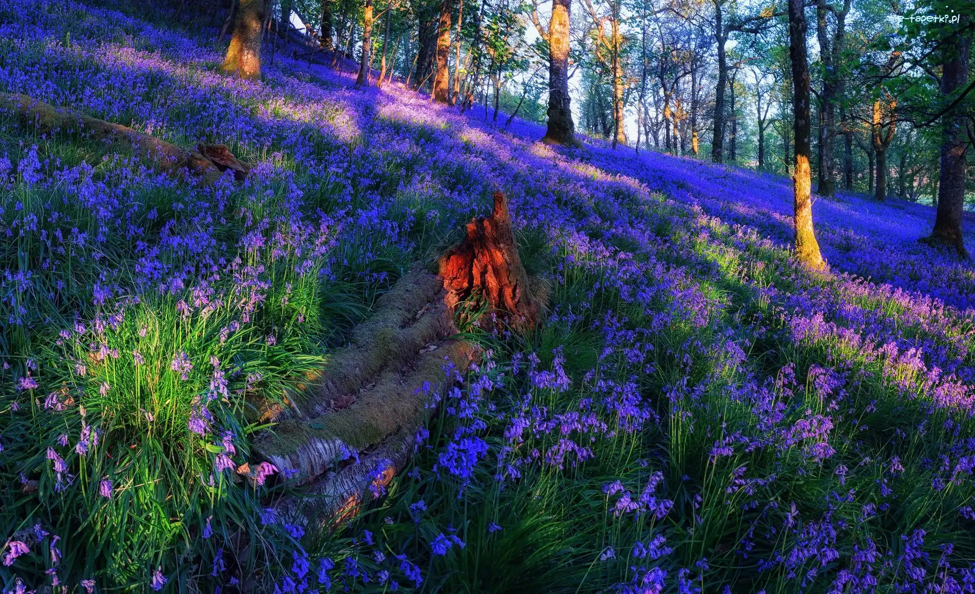 Dzwonki, Polana, Kwiaty, Przebijające światło Łąka, Las Trossachs, Szkocja