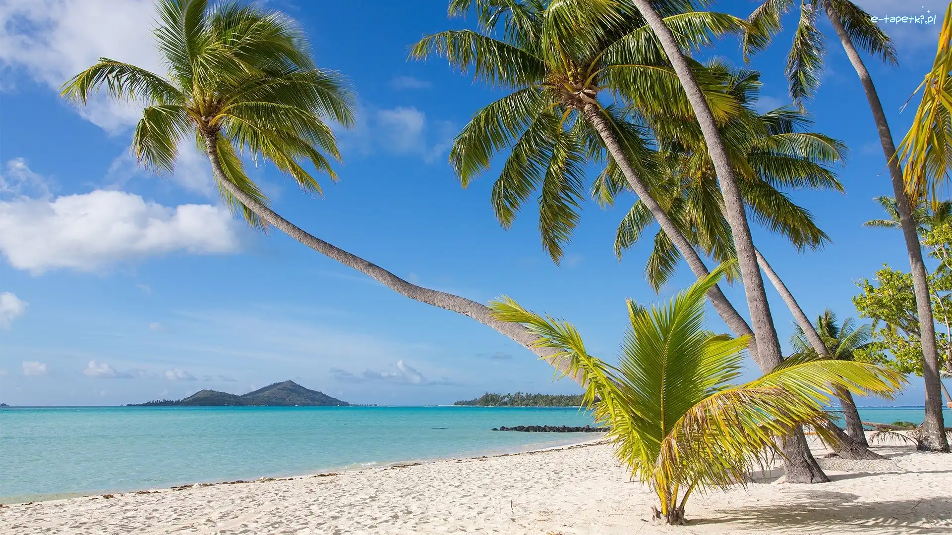 Lato, Plaża, Piasek, Bora-Bora, Polinezja Francuska, Morze, Palmy