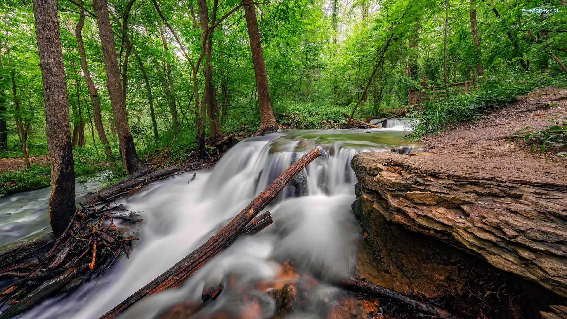 Las, Rezerwat przyrody Parkville Nature Sanctuary, Wodospad, Skały, Stan Missouri, Stany Zjednoczone
