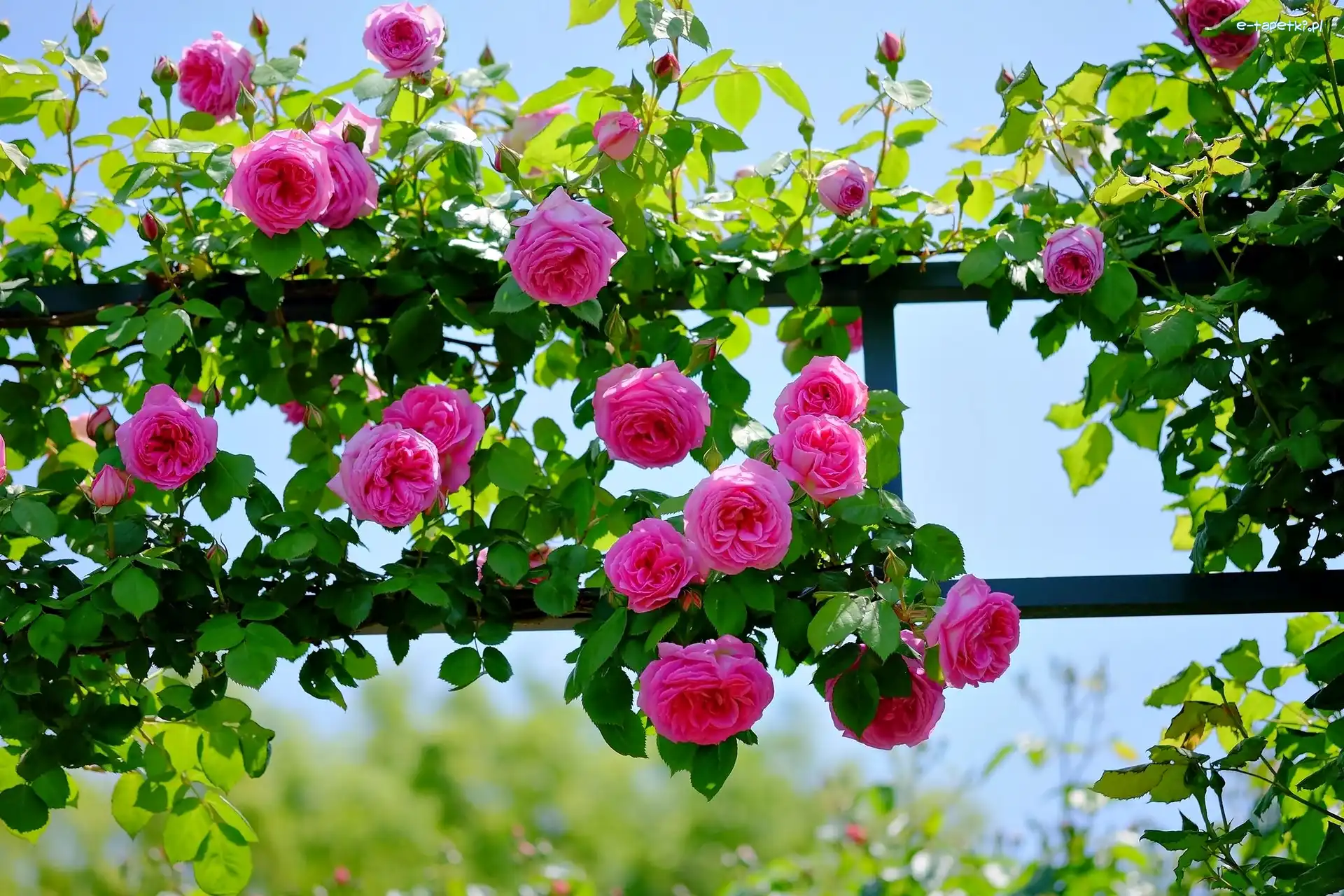 Pergola, Róże