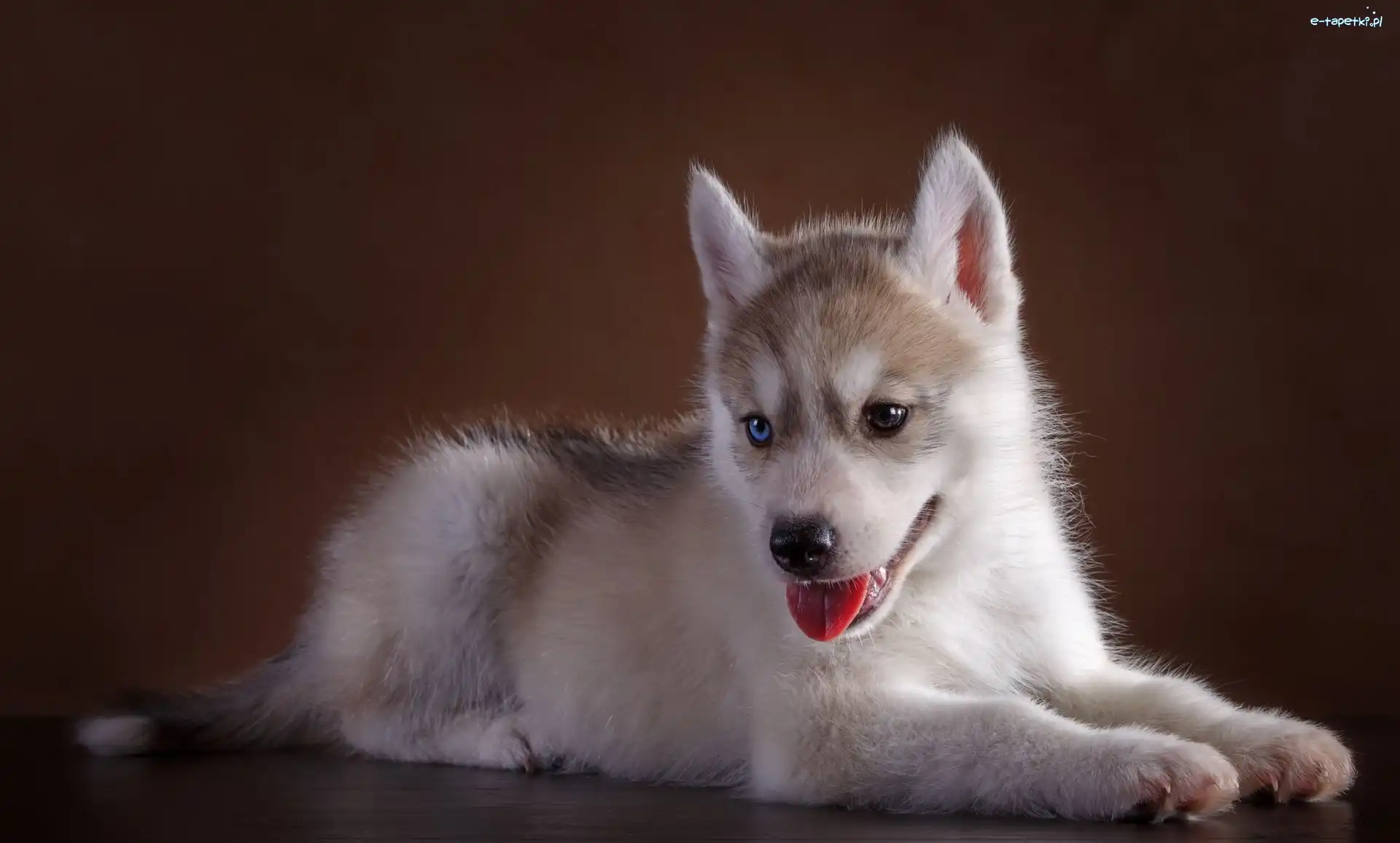 Szczeniak, Siberian Husky, Pies