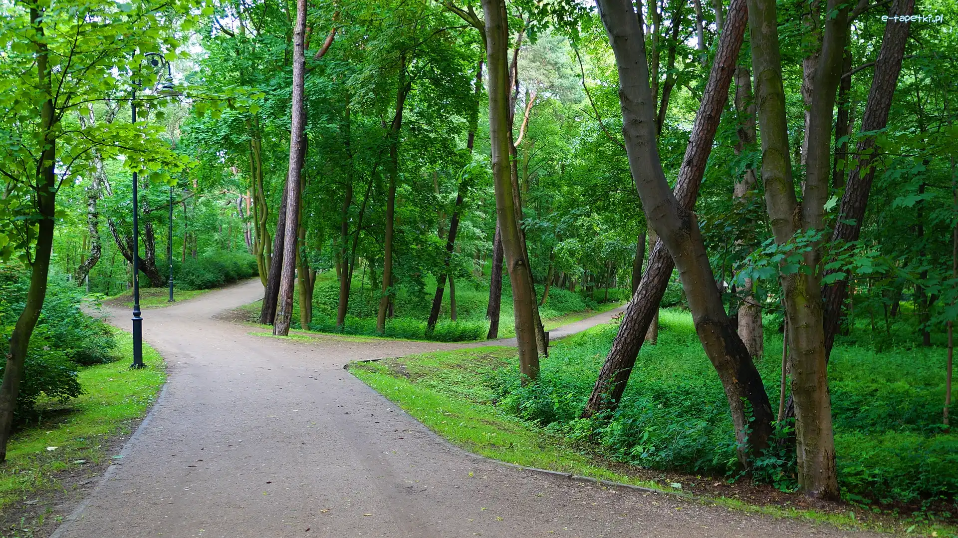 Alejka, Zieleń, Drzewa, Park