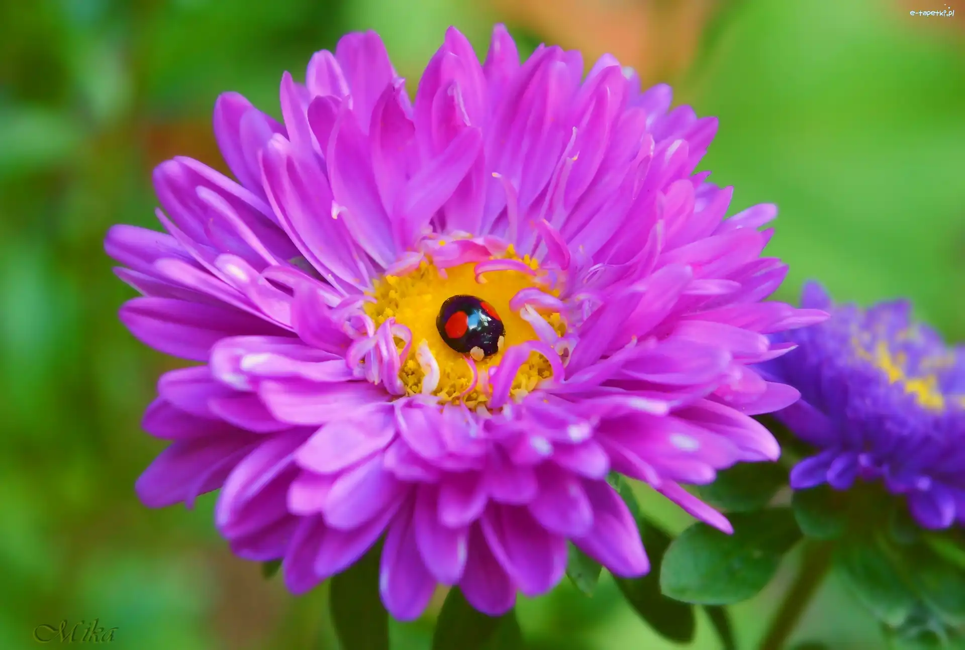 Biedronka, Aster, Kwiat