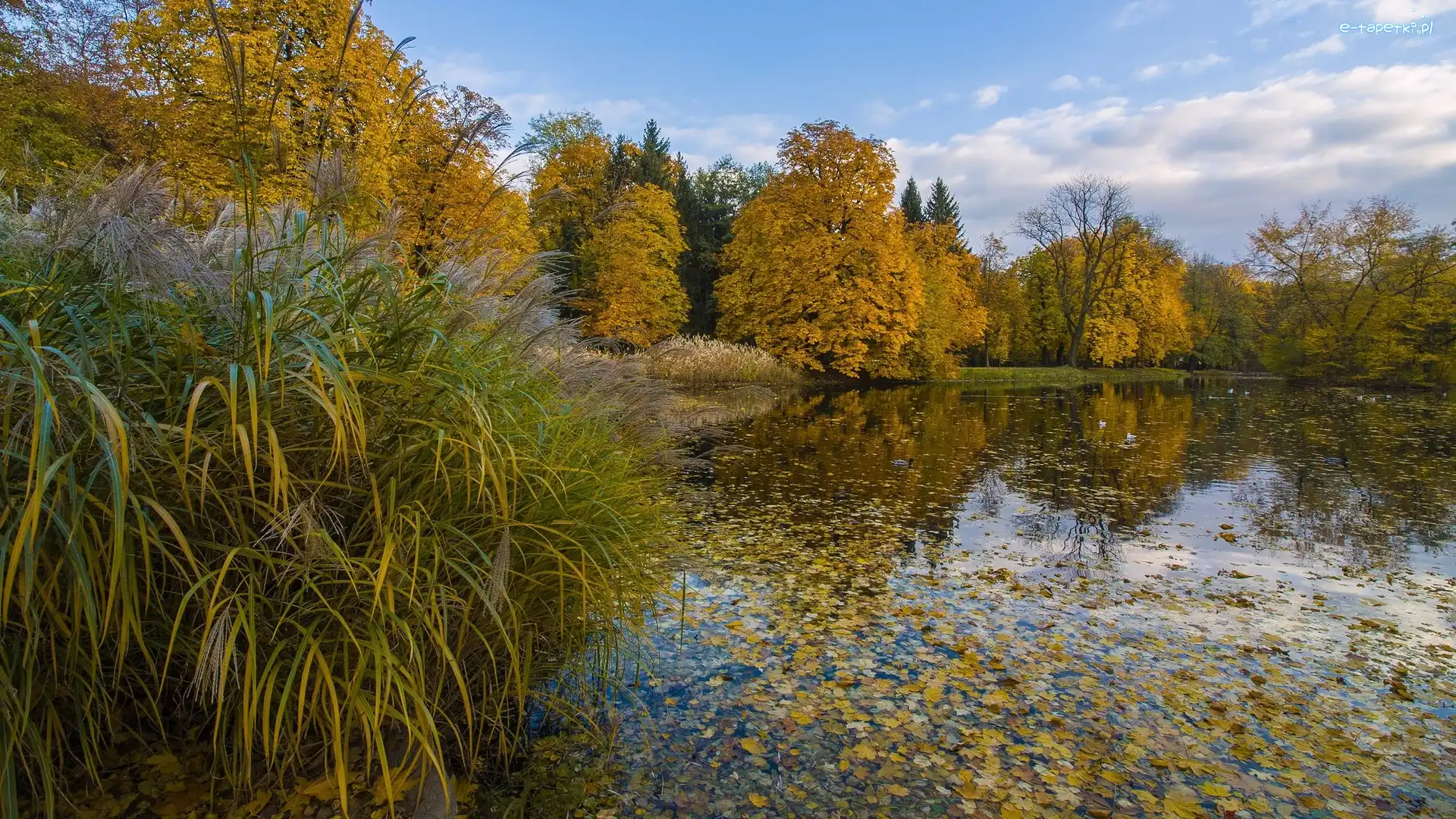 Łazienki Królewskie, Warszawa, Jesień, Liście, Park, Staw, Drzewa, Polska
