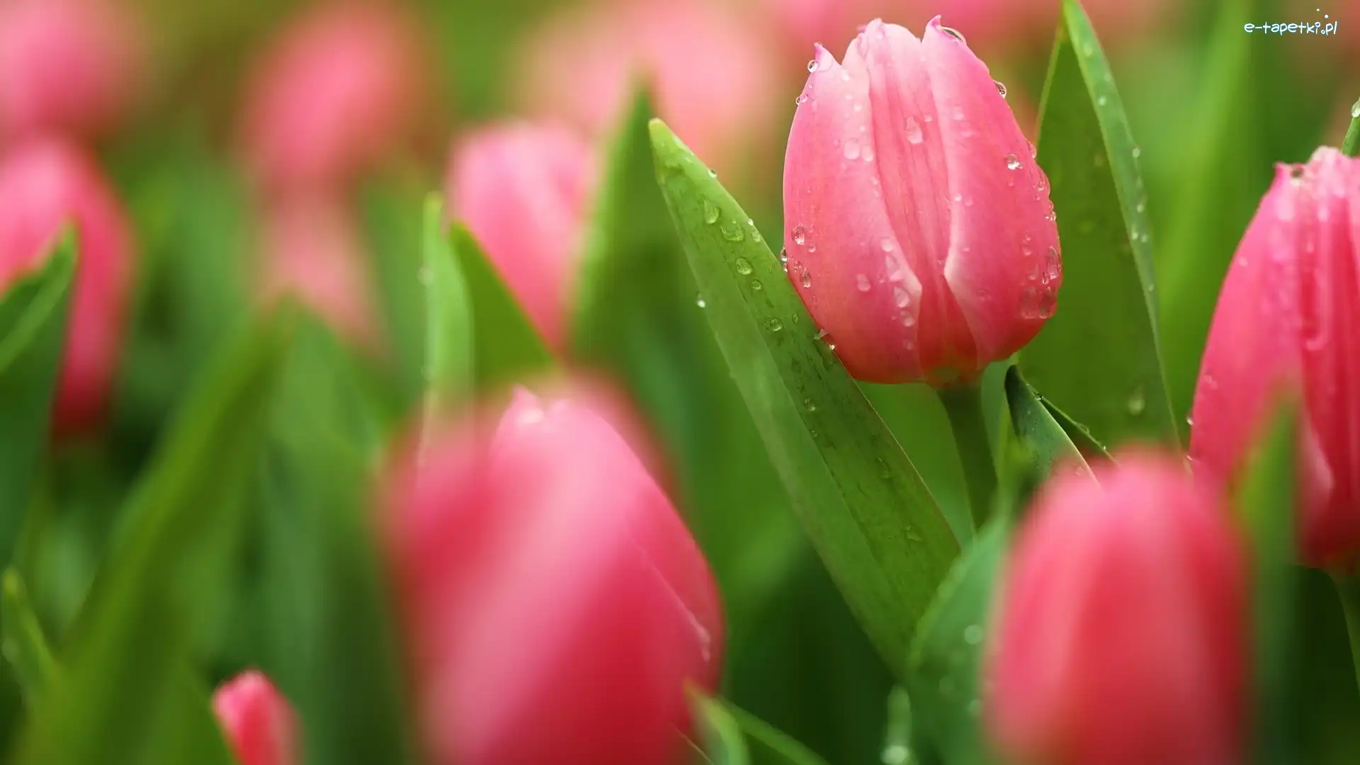 Tulipany, Krople, Rozmycie, Różowe