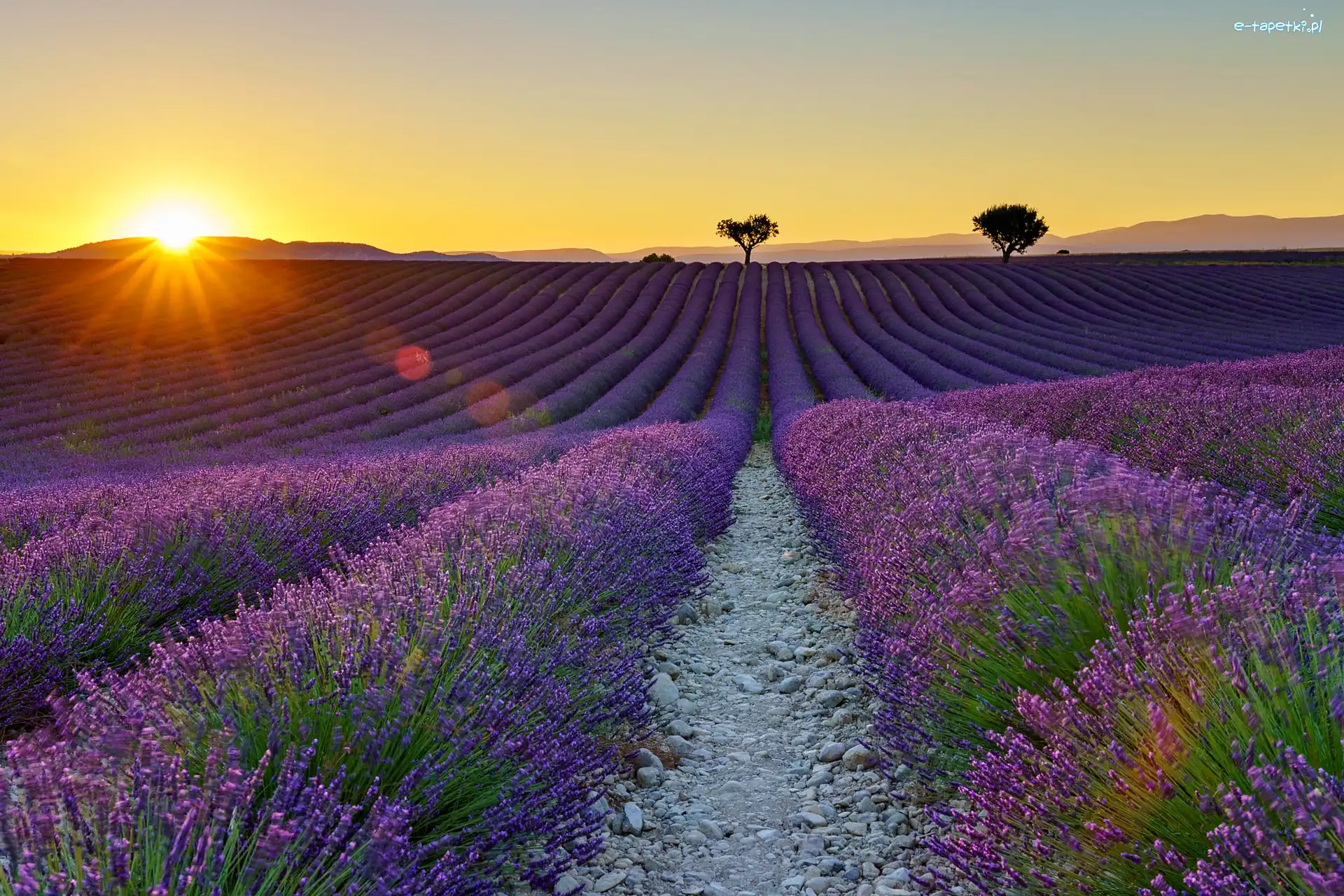 Drzewa, Valensole, Pole, Prowansja, Francja, Zachód słońca, Lawenda
