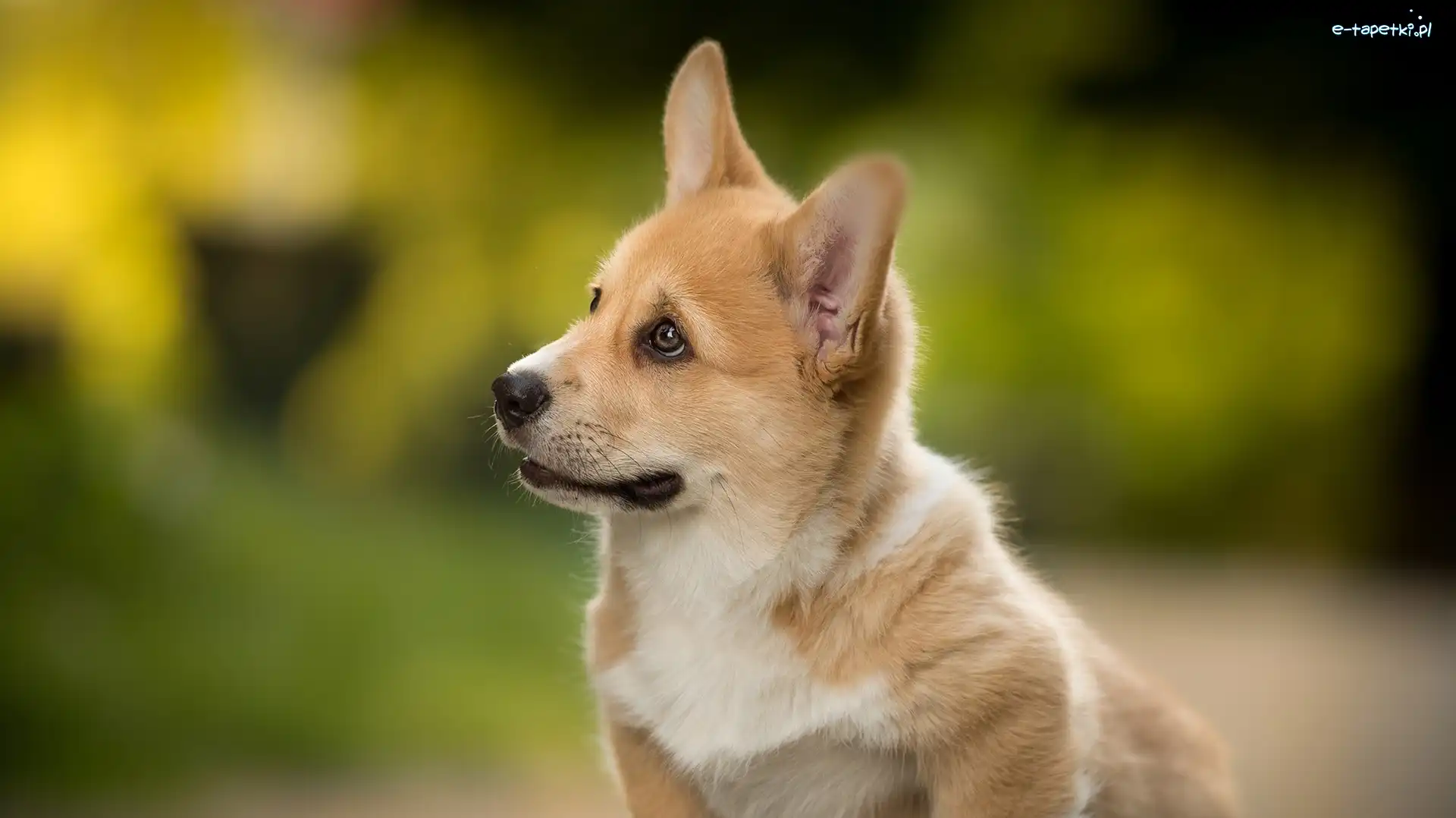 Mordka, Welsh corgi pembroke, Pies