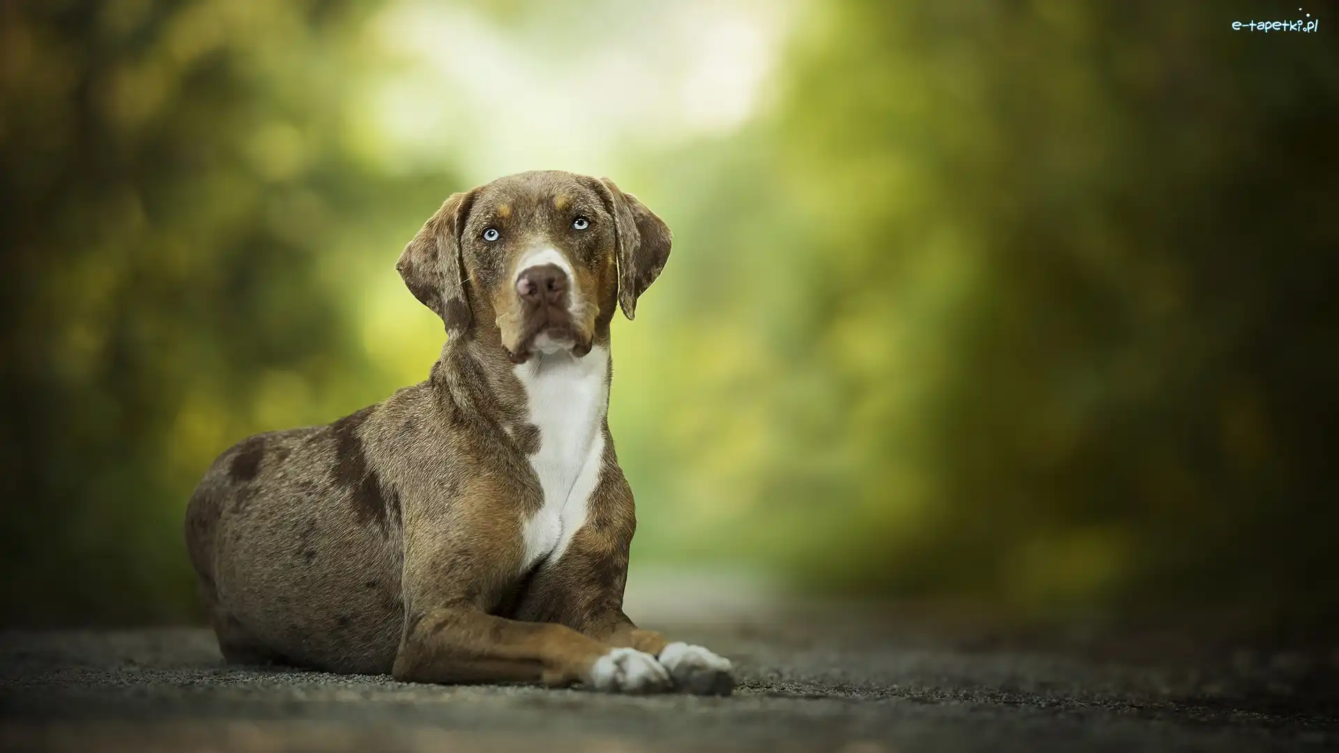 Catahoula leopard dog, Pies, Leżący