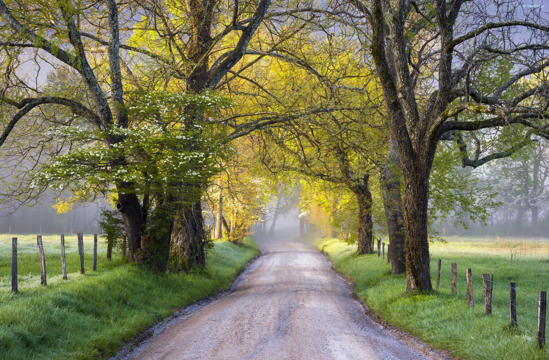 Drzewa, Park Narodowy Great Smoky Mountains, Dolina Cades Cove, Stan Tennessee, Stany Zjednoczone, Droga, Wiosna