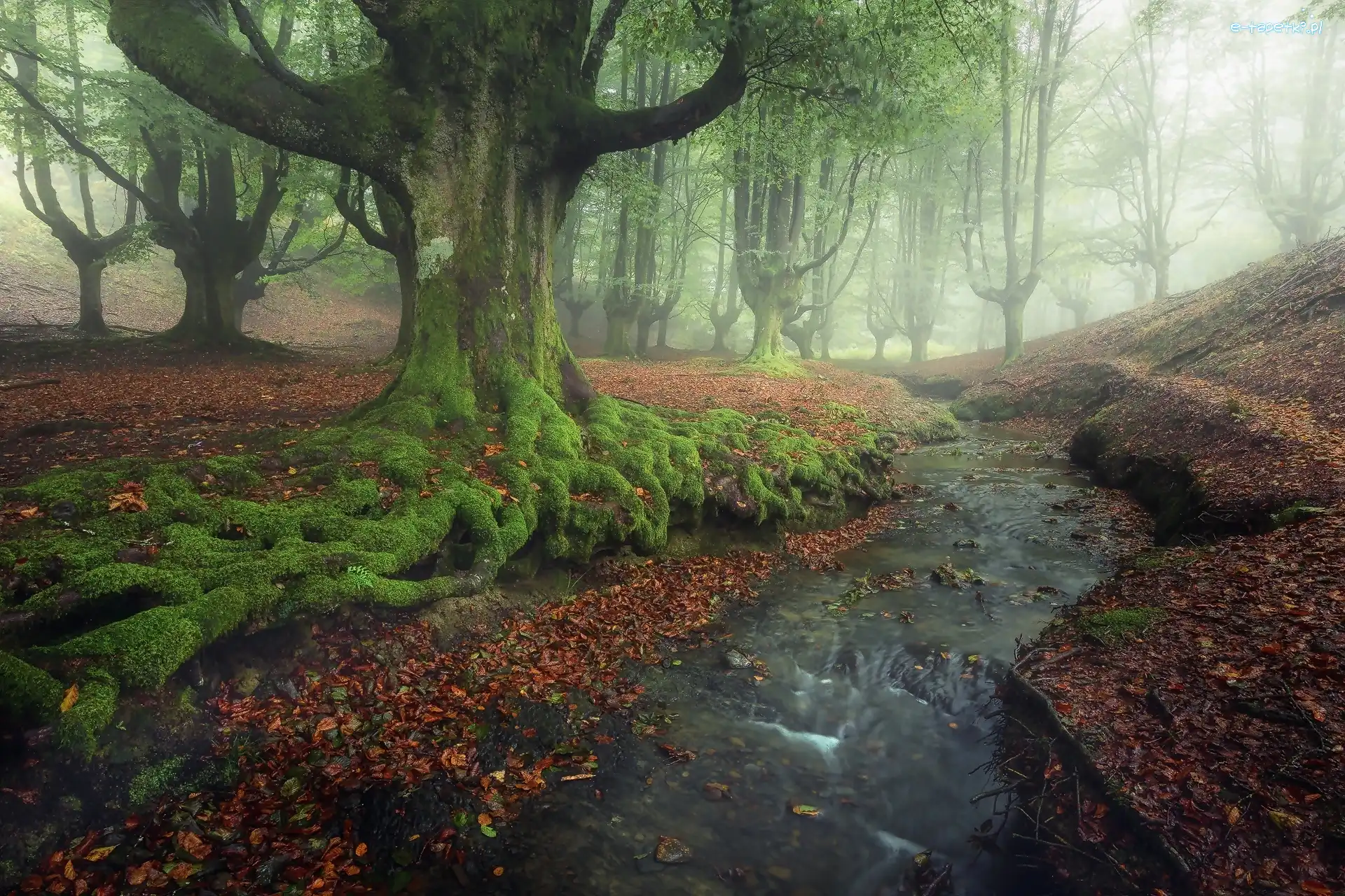 Potok, Las, Mgła, Drzewa, Park Narodowy Gorbea, Hiszpania