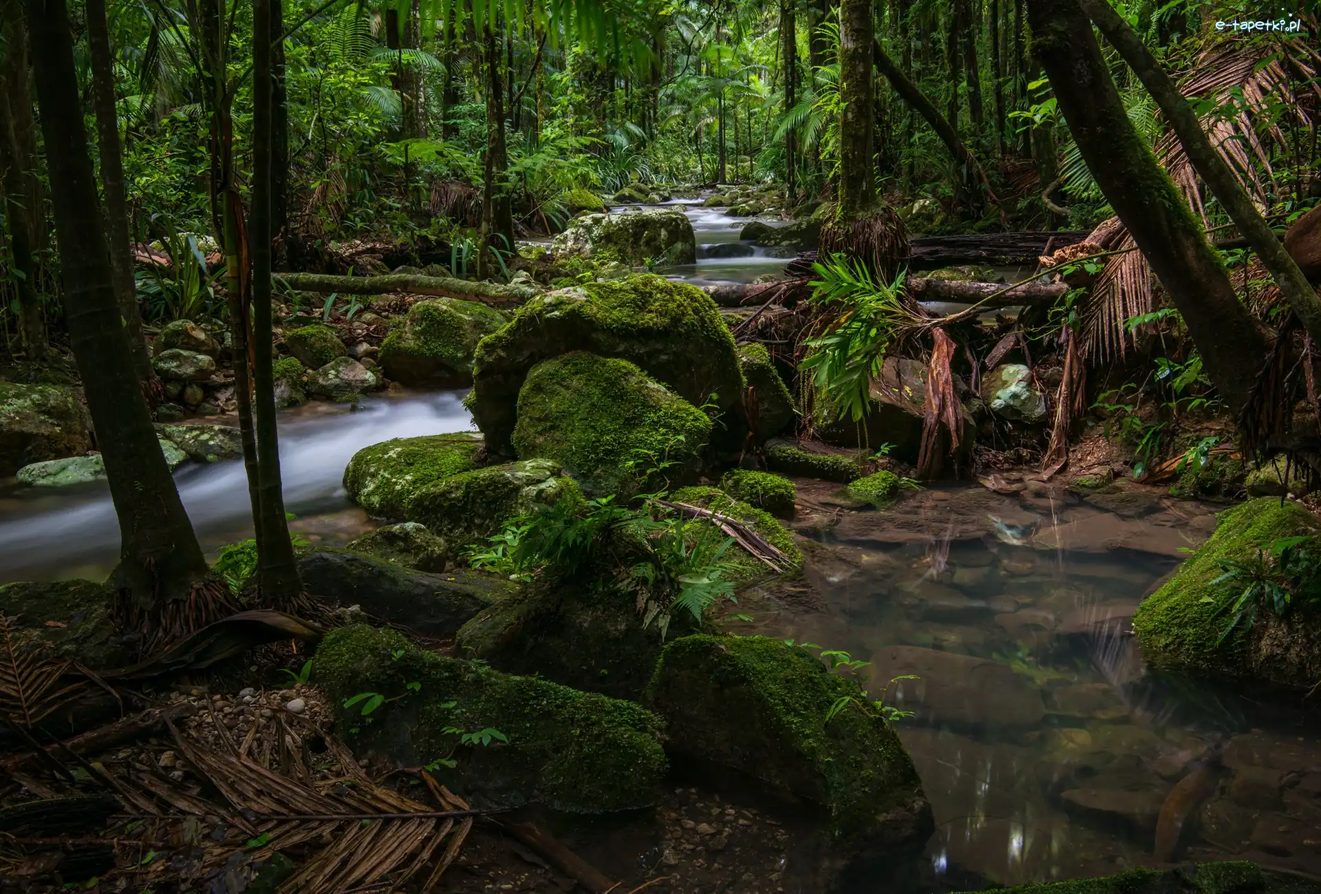 Potok, Las deszczowy, Palmy, Kamienie, Park Narodowy Nightcap, Australia