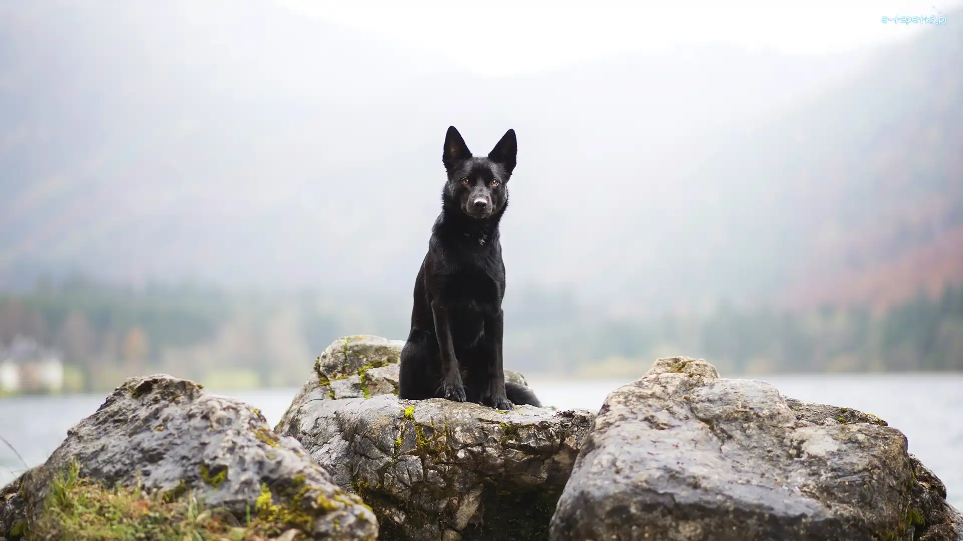 Owczarek australijski Kelpie, Pies, Skały