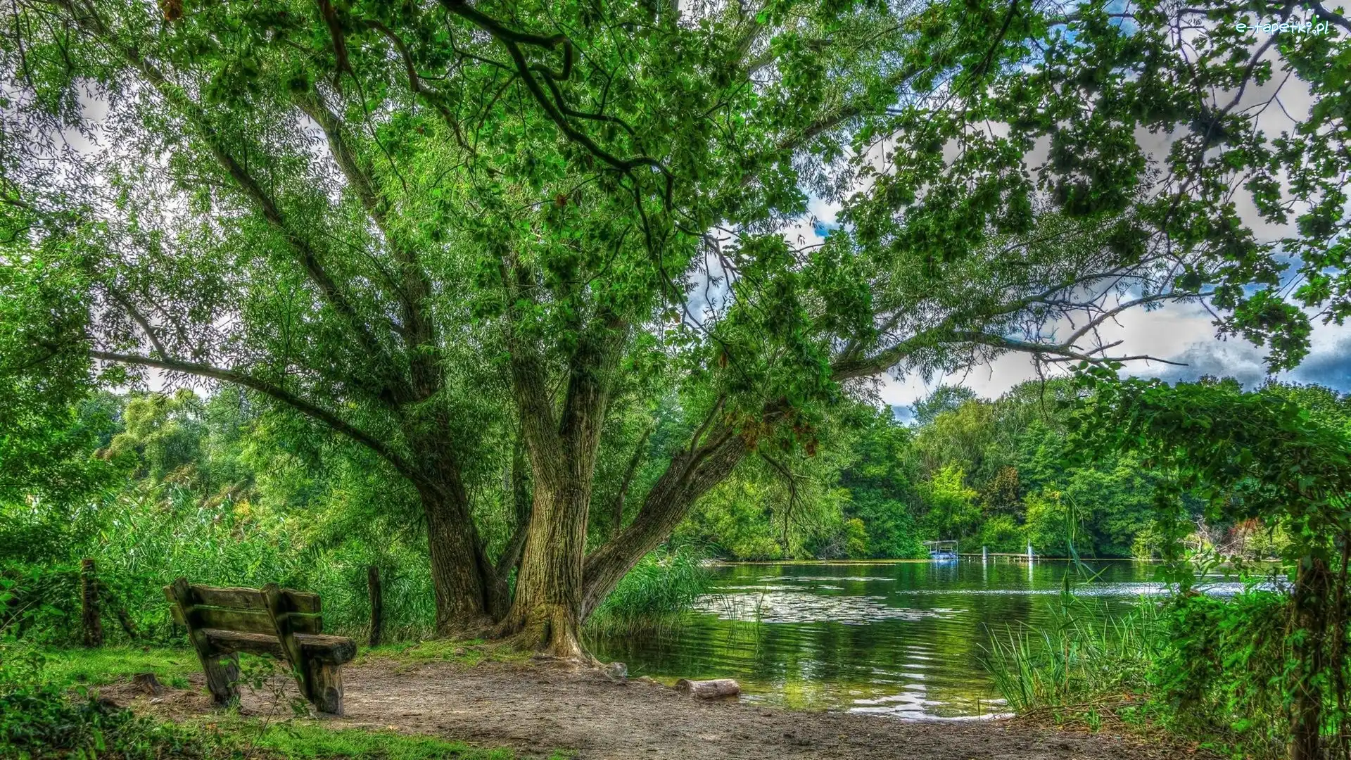 Drzewa, Roślinność, Ławeczka, Jezioro