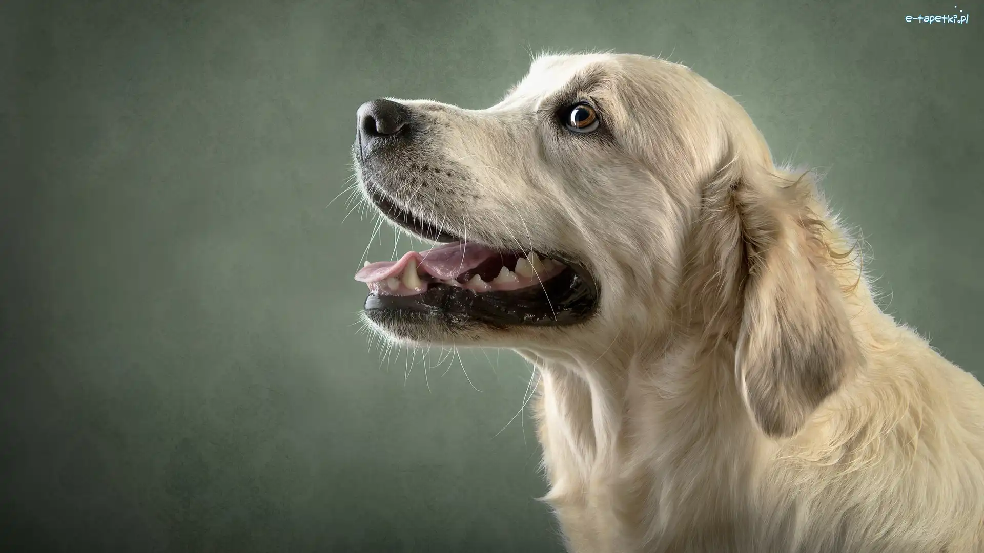 Mordka, Golden retriever, Pies
