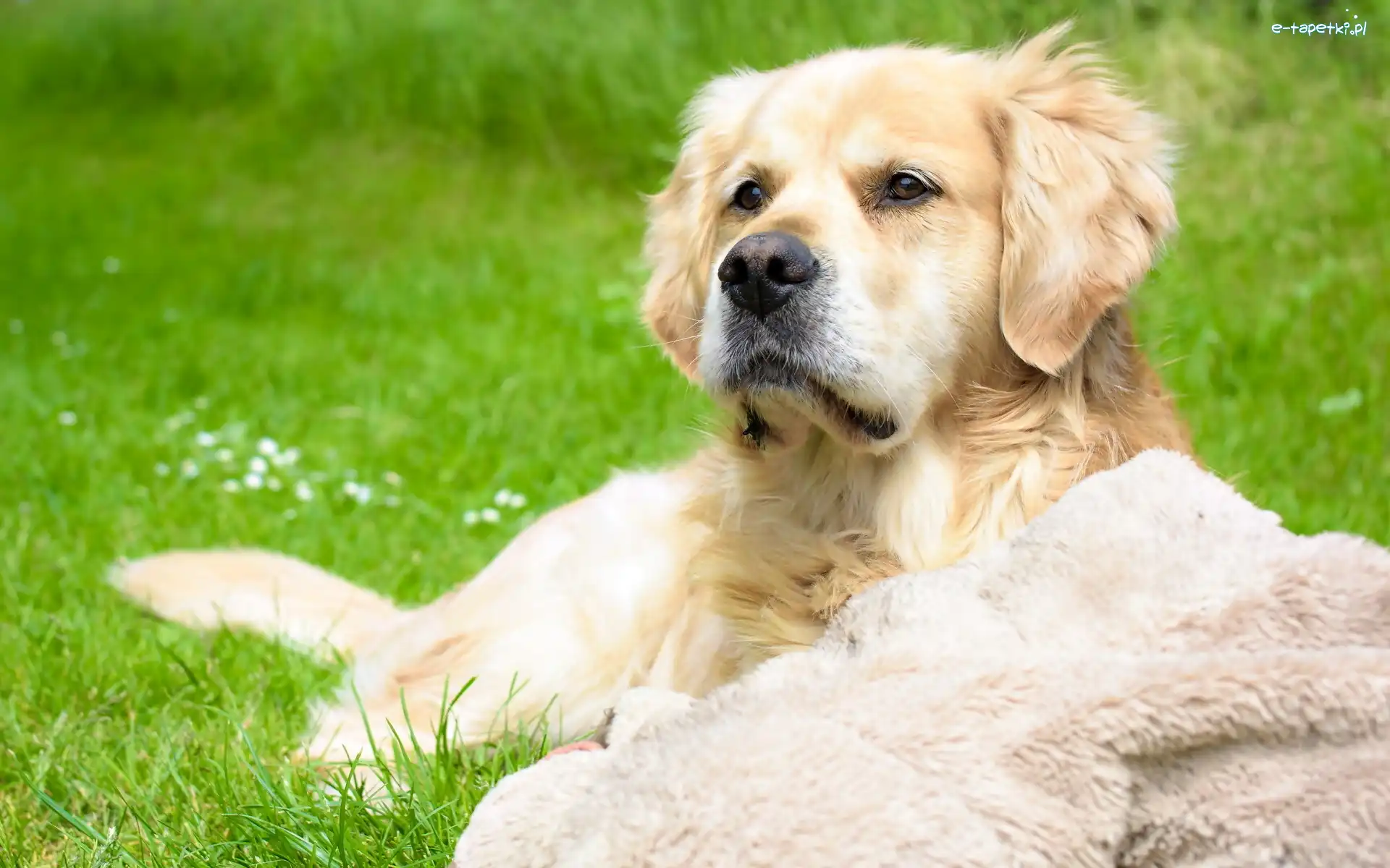 Trawa, Kocyk, Golden retriever