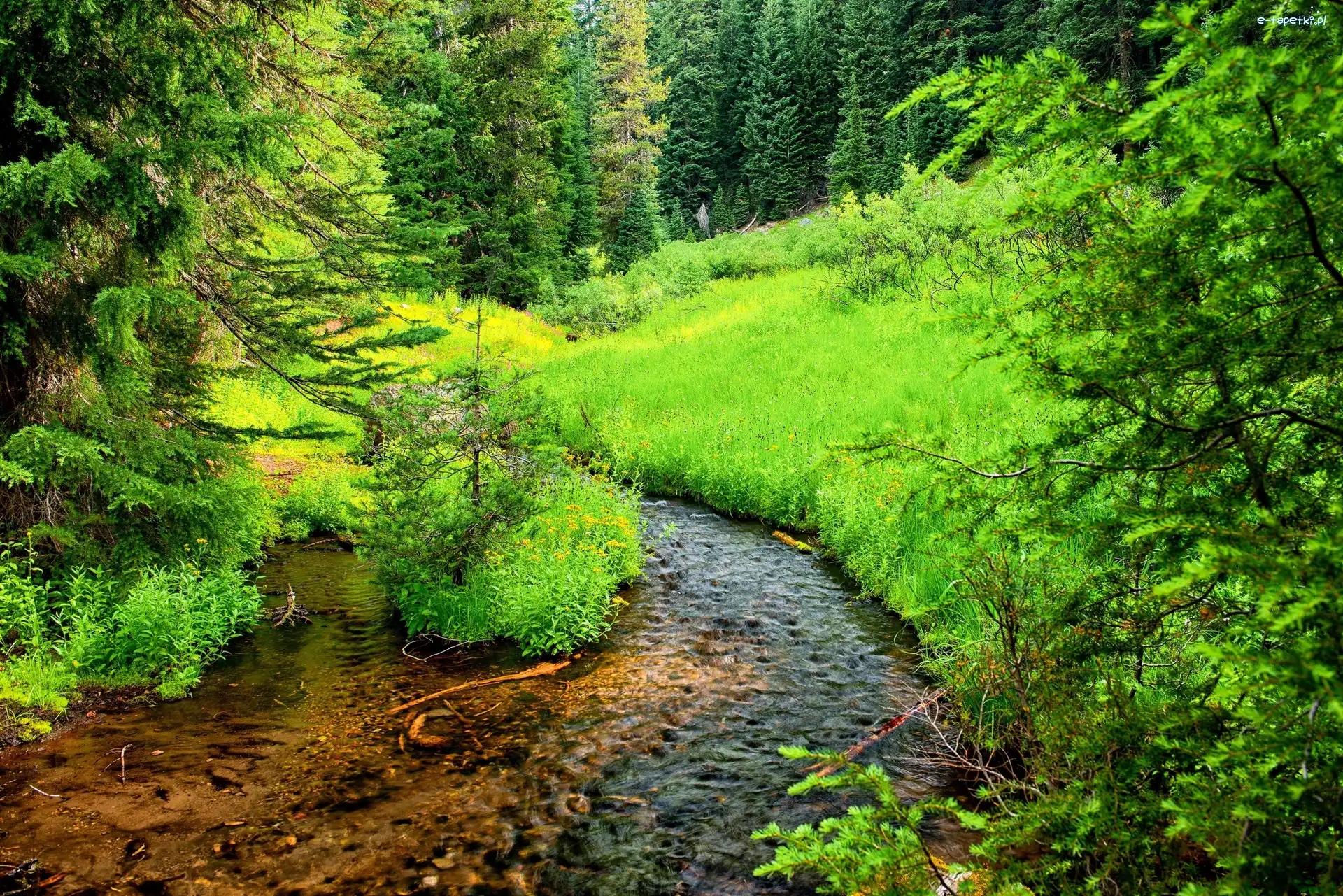 Drzewa, Park Narodowy Jeziora Kraterowego, Szlak Annie Creek Canyon, Stan Oregon, Stany Zjednoczone, Rzeczka, Strumień