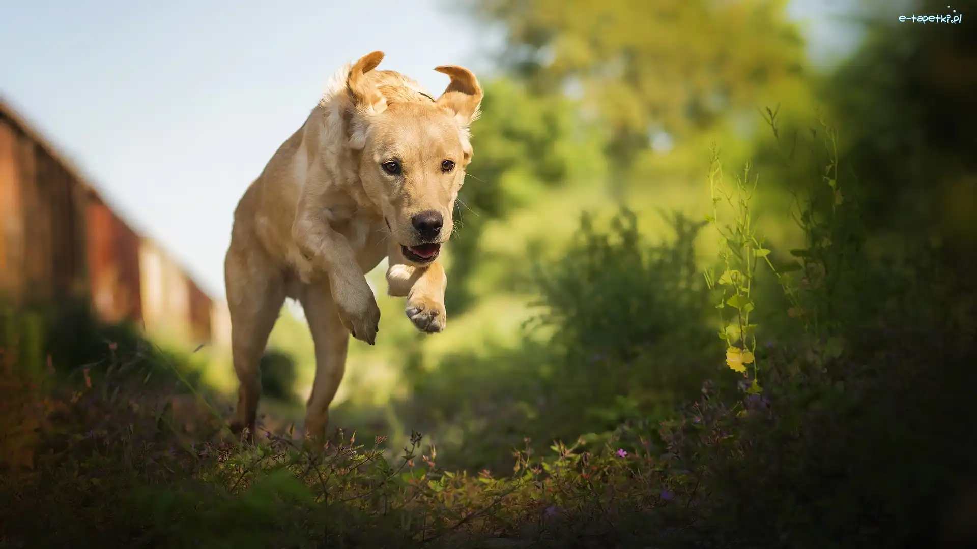 Biegnący, Labrador Retriever, Pies, Kwiatki, Rośliny