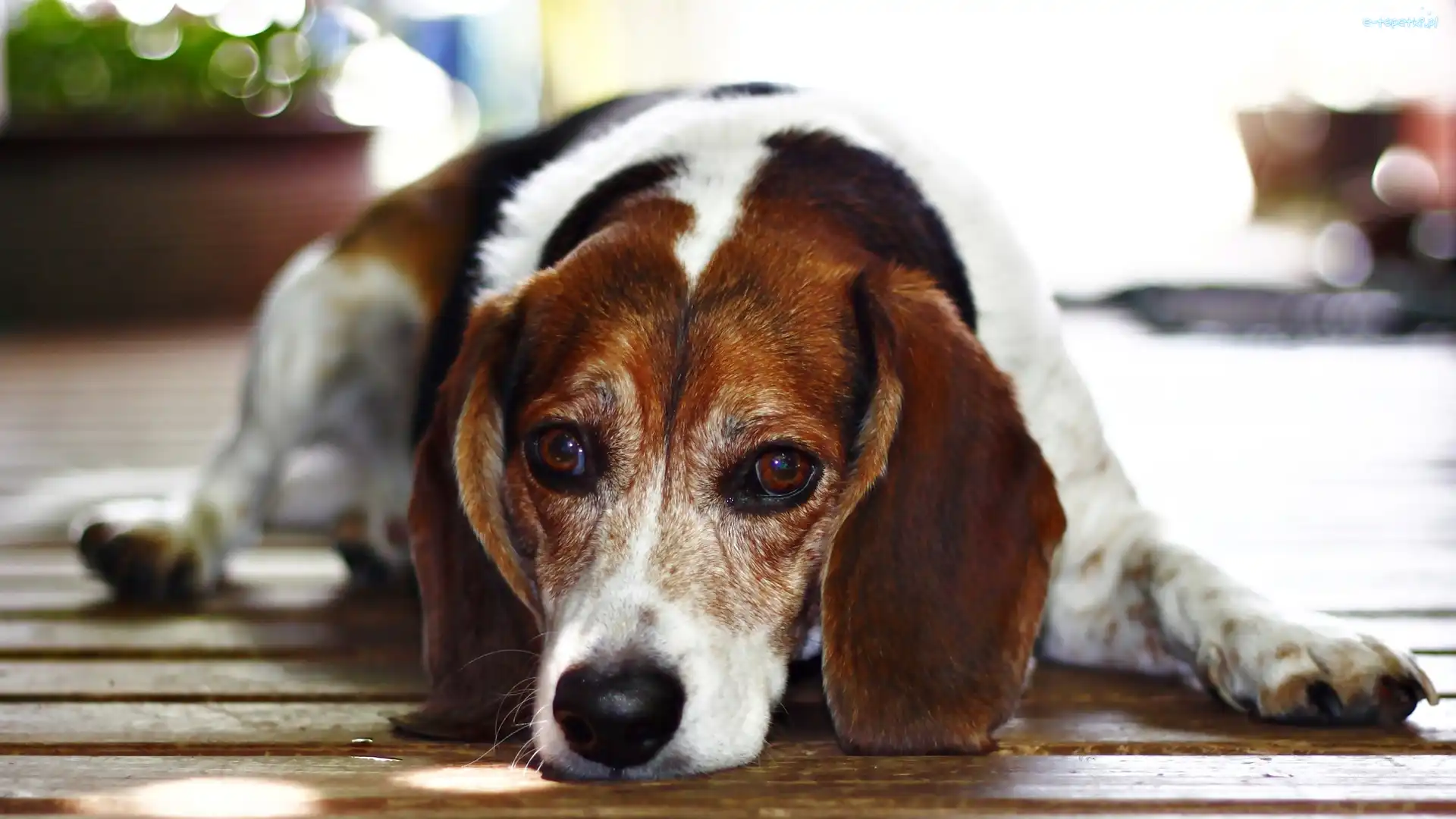 Beagle, Pies, Leżący