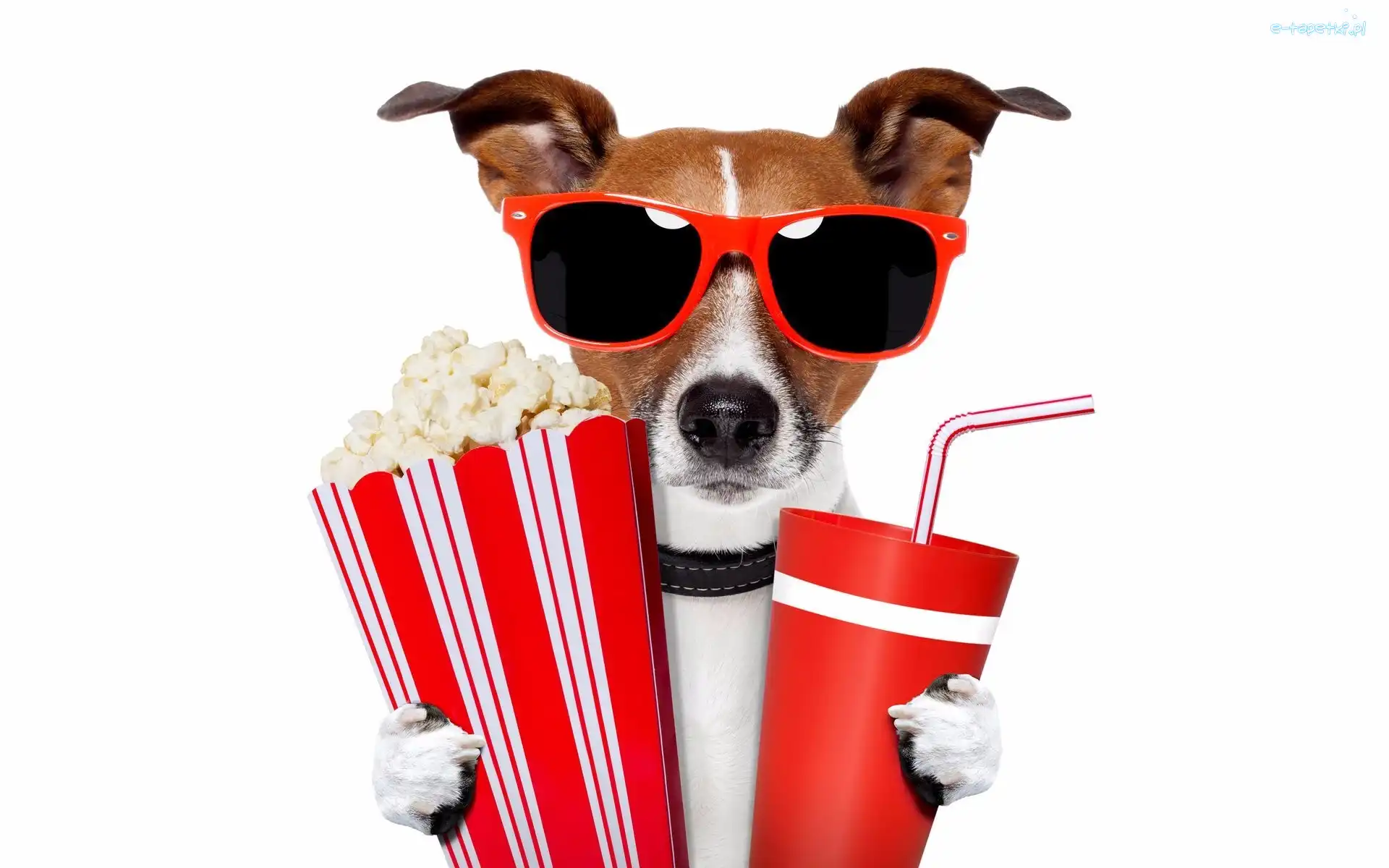 Pies, Okulary, Jack Russell terrier, Popcorn, Napój