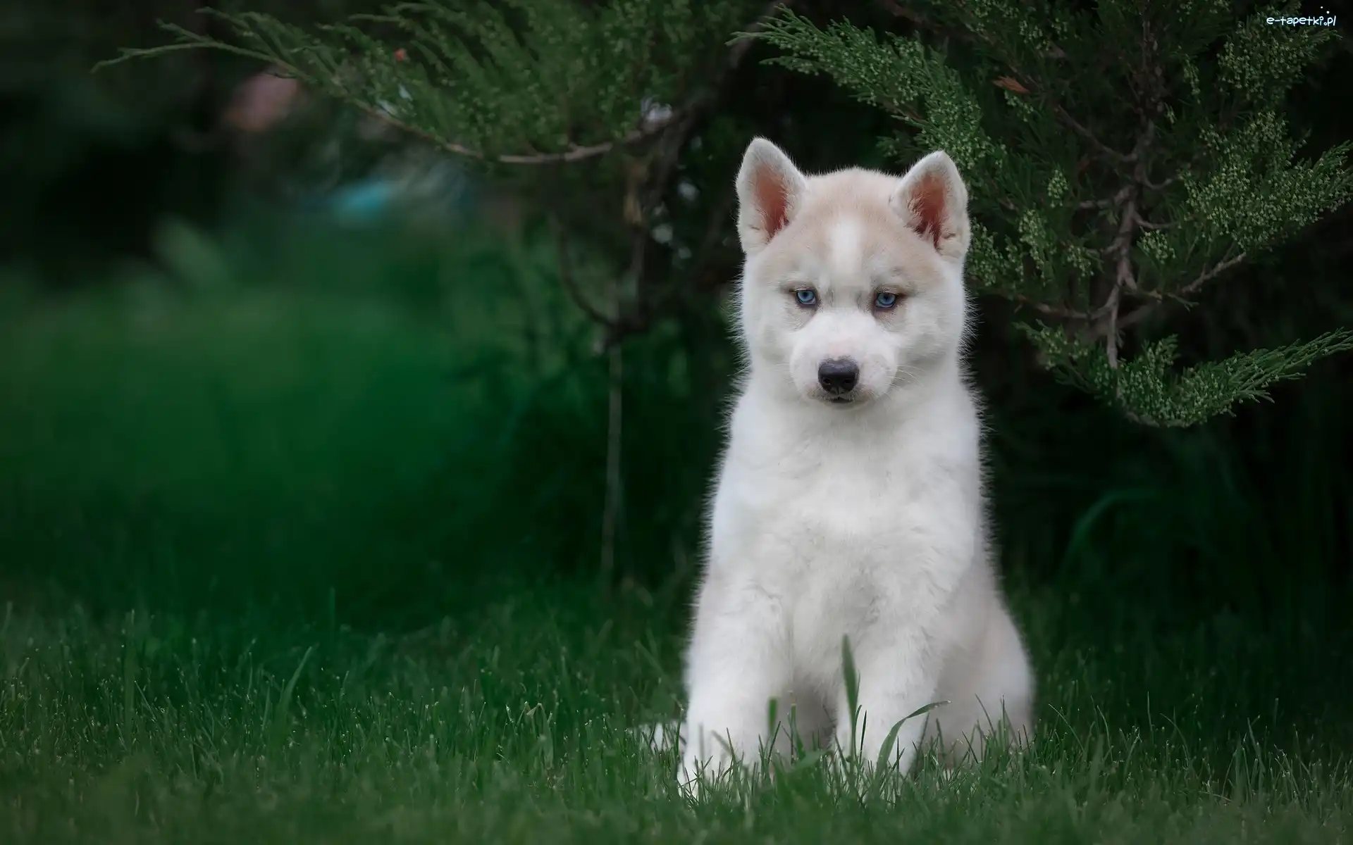 Siberian husky, Krzew, Szczeniak, Pies