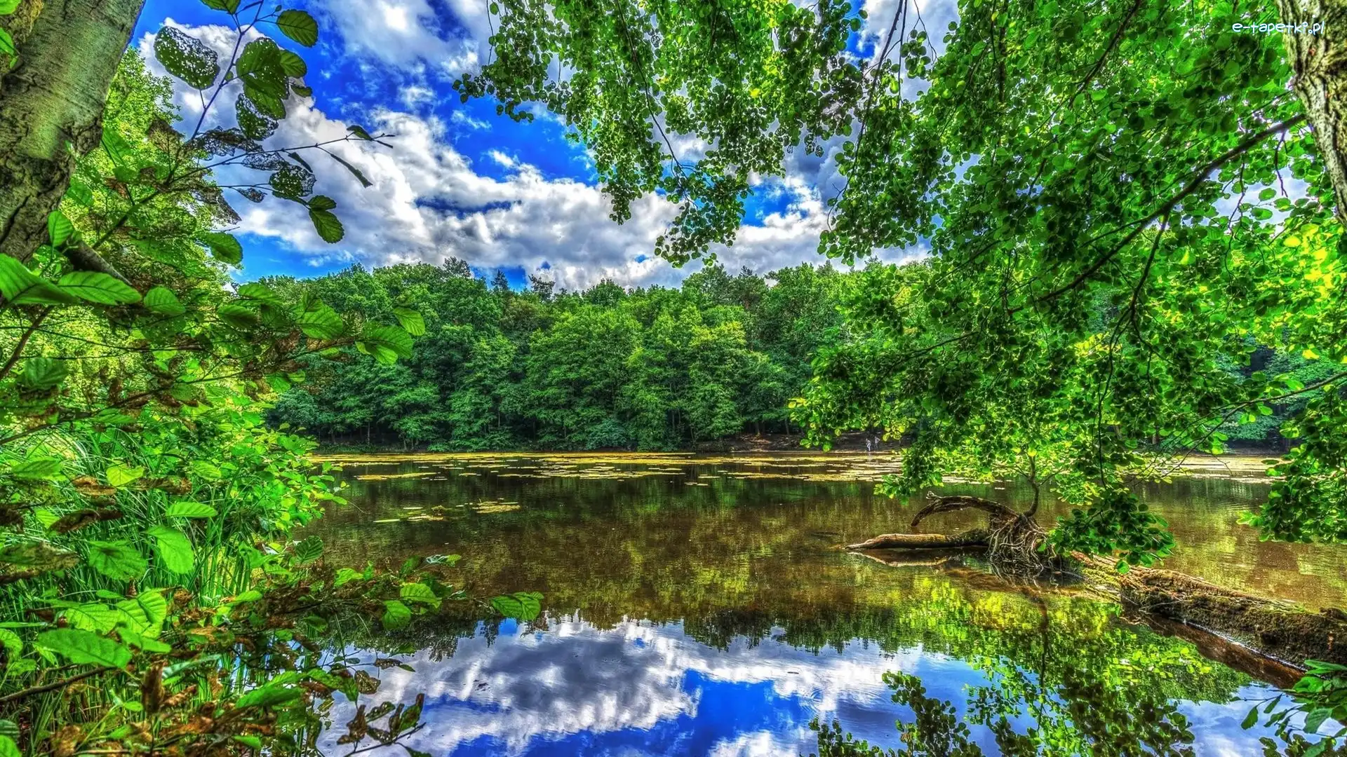 Drzewa, Park, Odbicie, Staw